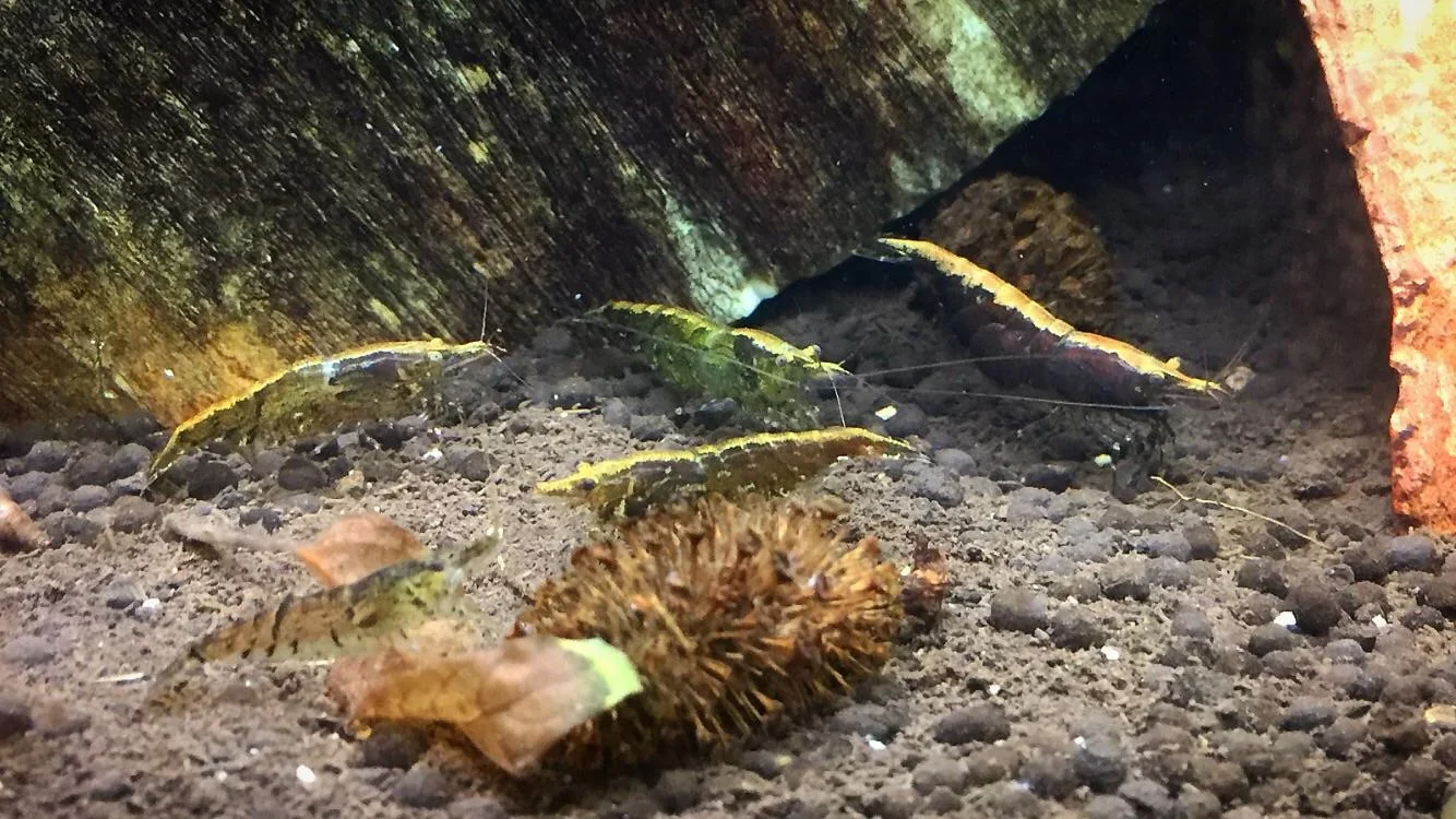 Wild-Type Cherry Shrimp Neocaridina davidi