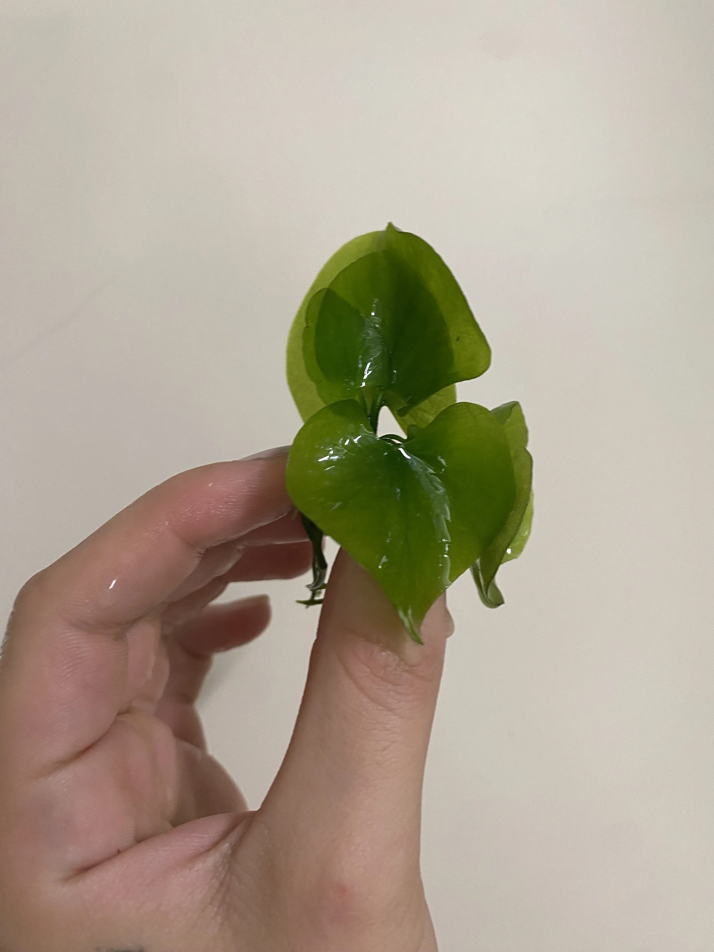 Banana Lily Nymphoides sp