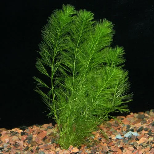 Milfoil