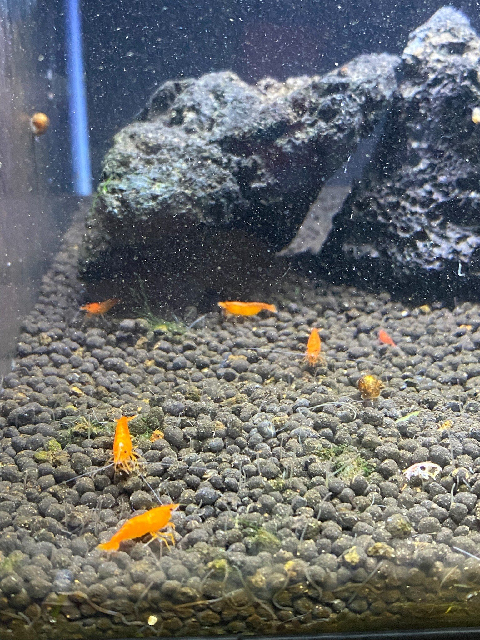 The Sunkist Shrimp moves gracefully across a rock, its sun-kissed hue adding a lively splash of color to the aquarium.