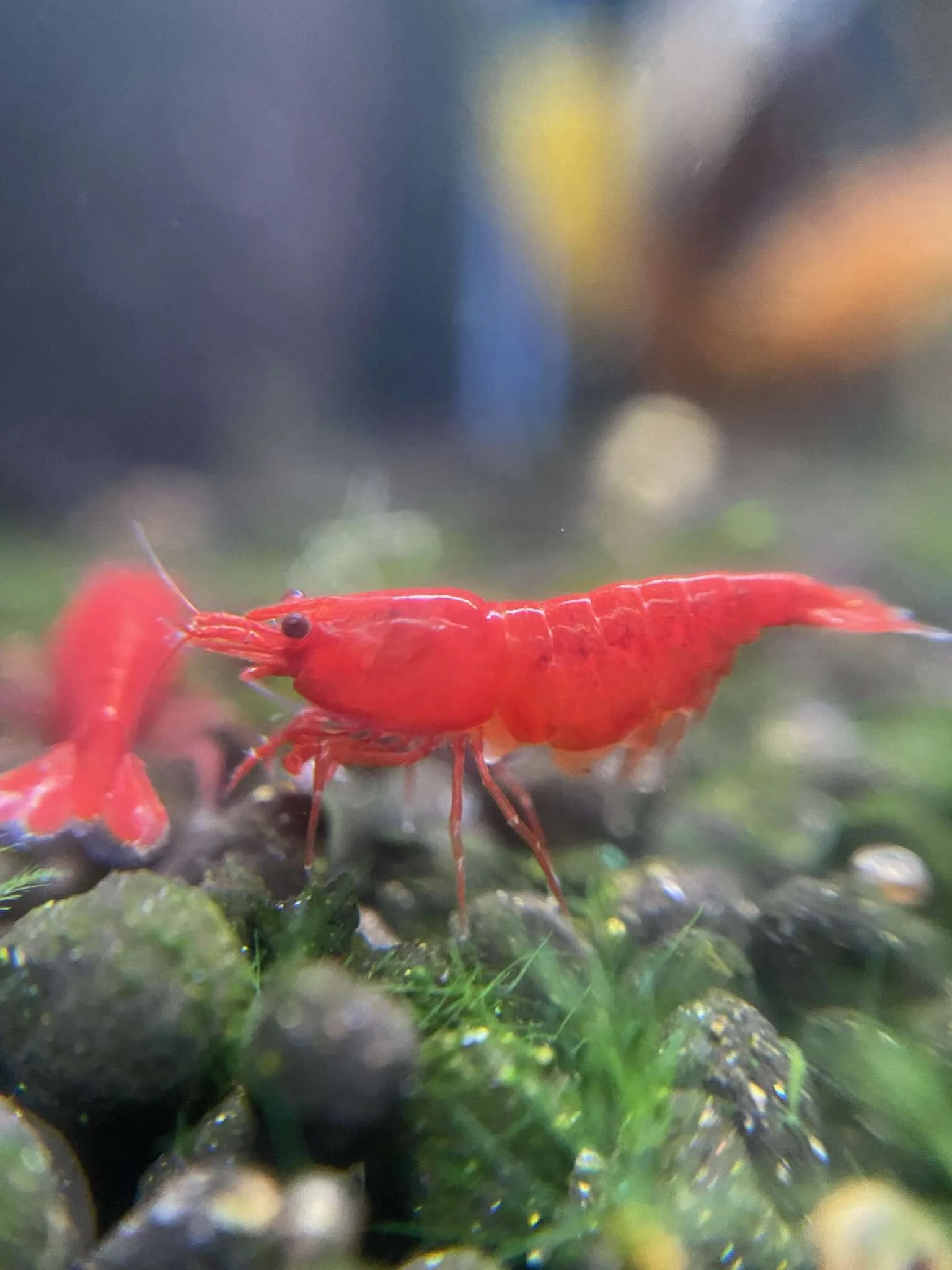 Close-up of a red shrimp on moss or algae.