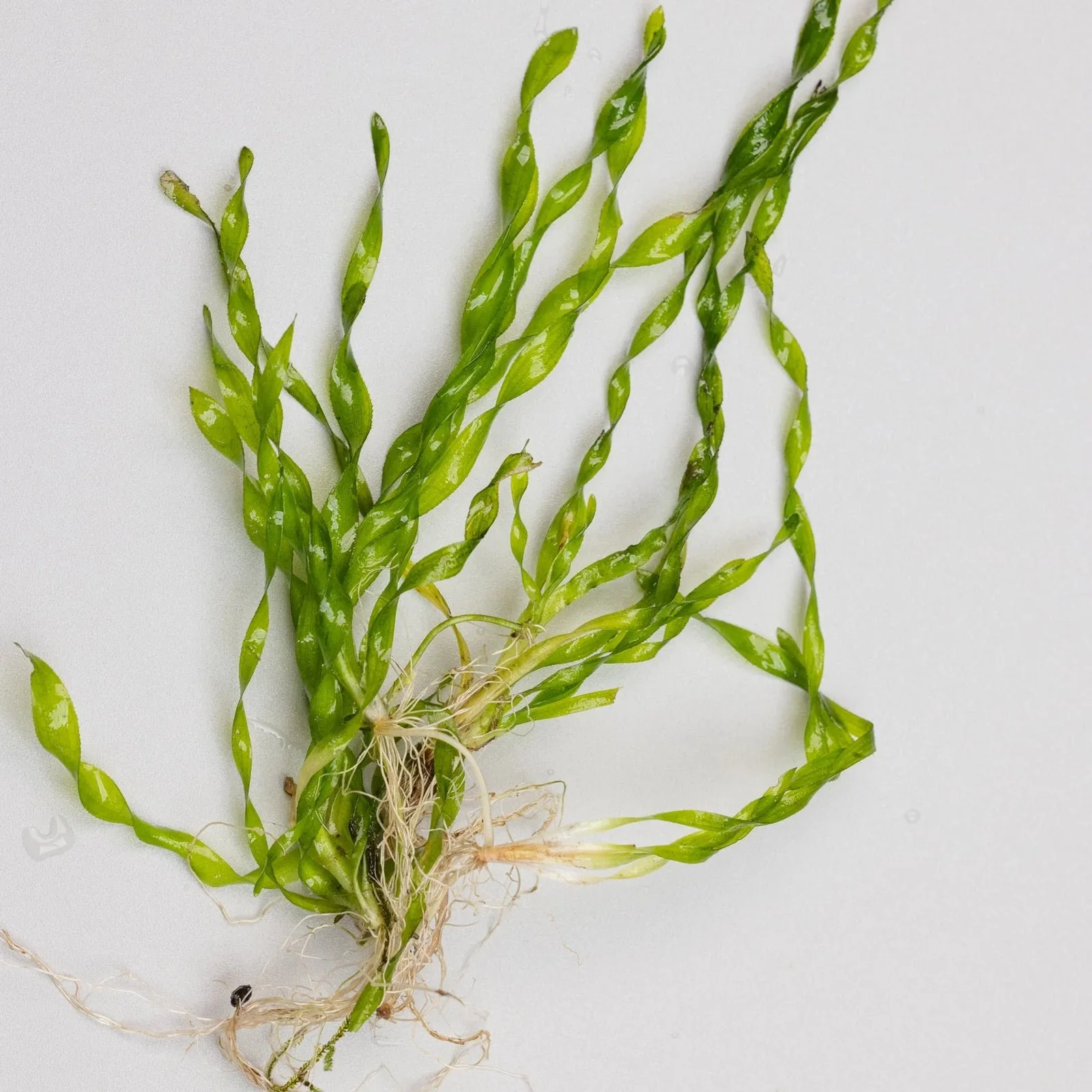 Corkscrew Valissinaria