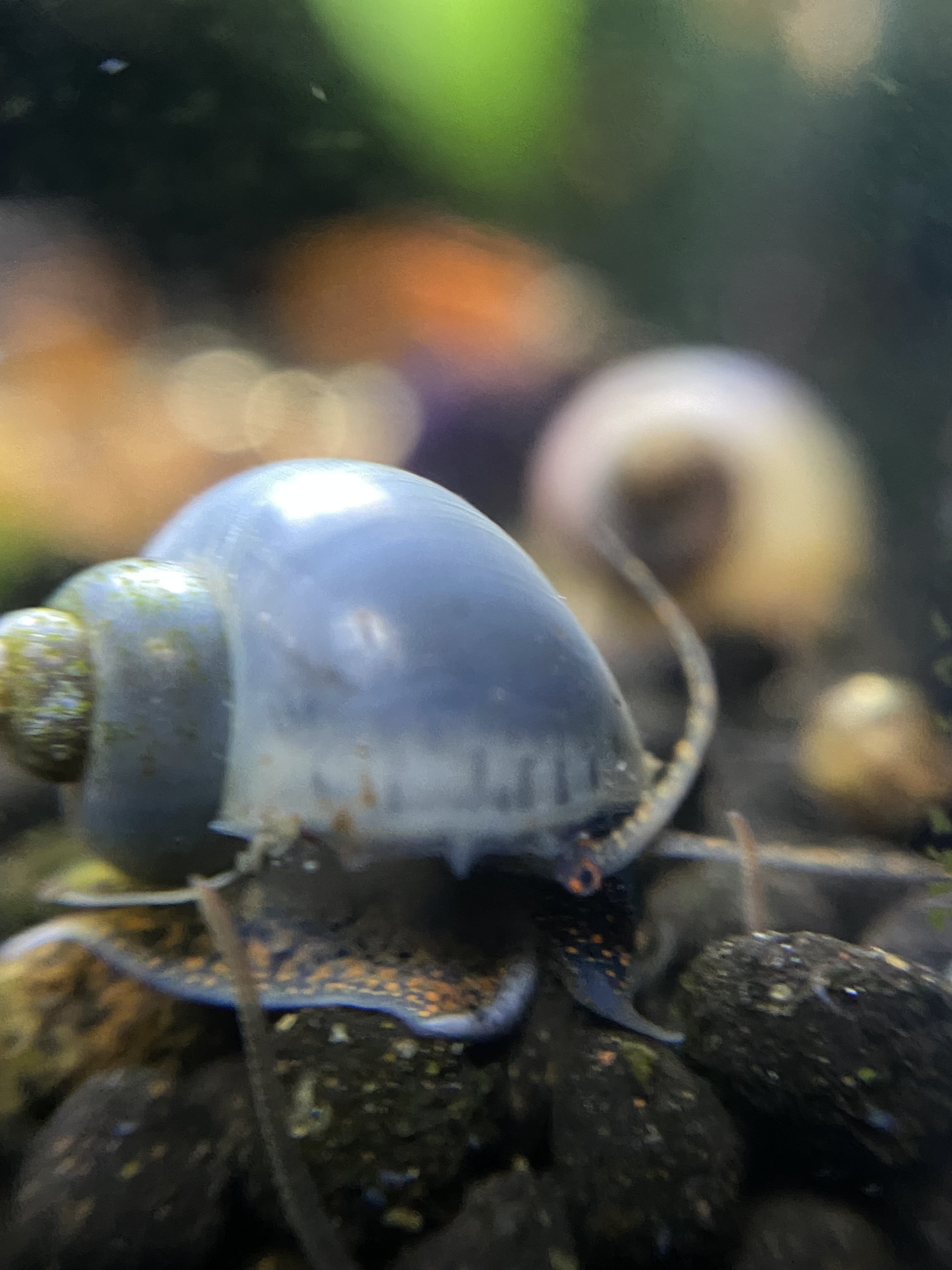 Blue Mystery Snail