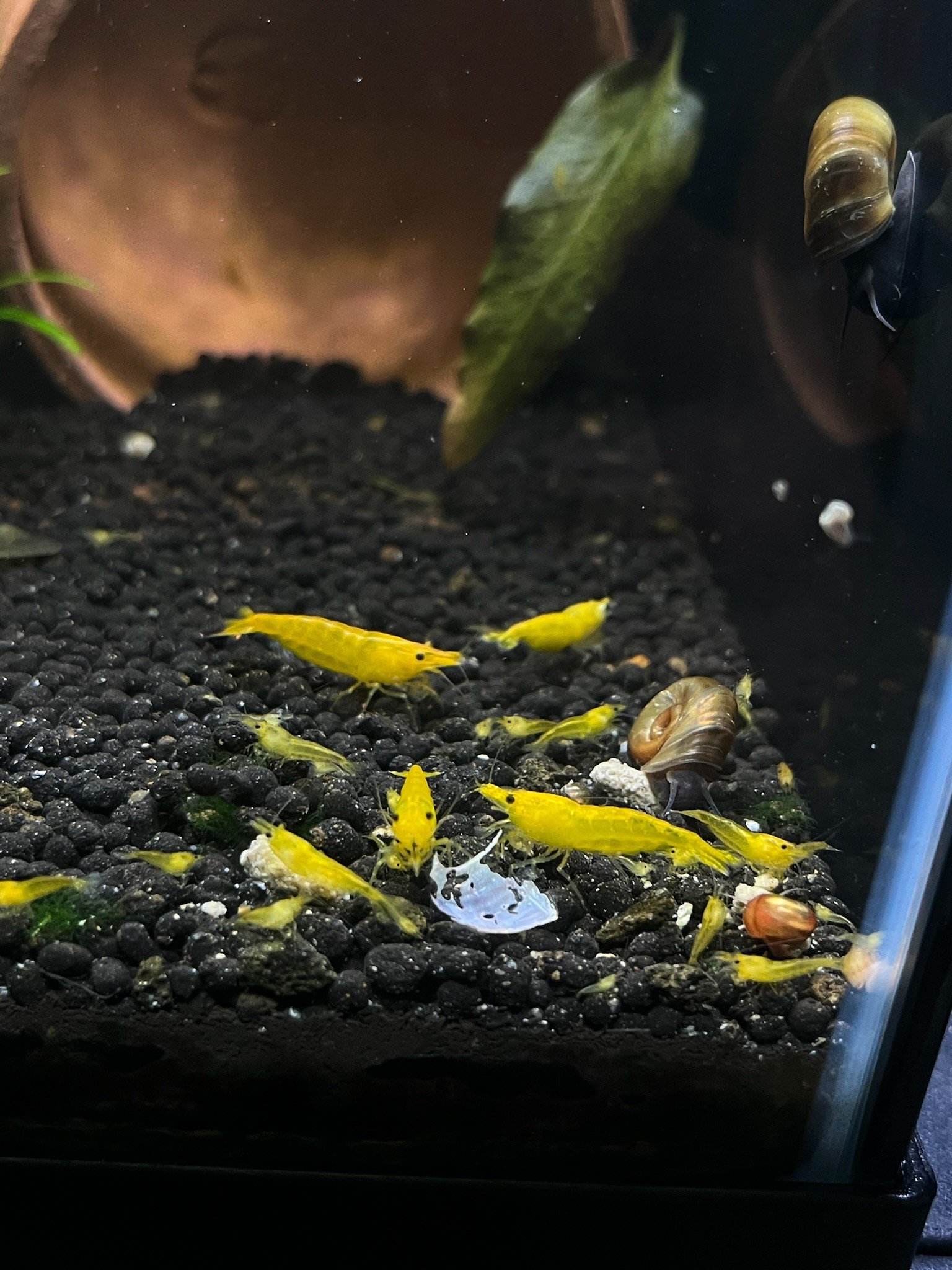 The Yellow Shrimp flicks its tail to propel itself forward, momentarily suspending in the water before landing gracefully on a rock.