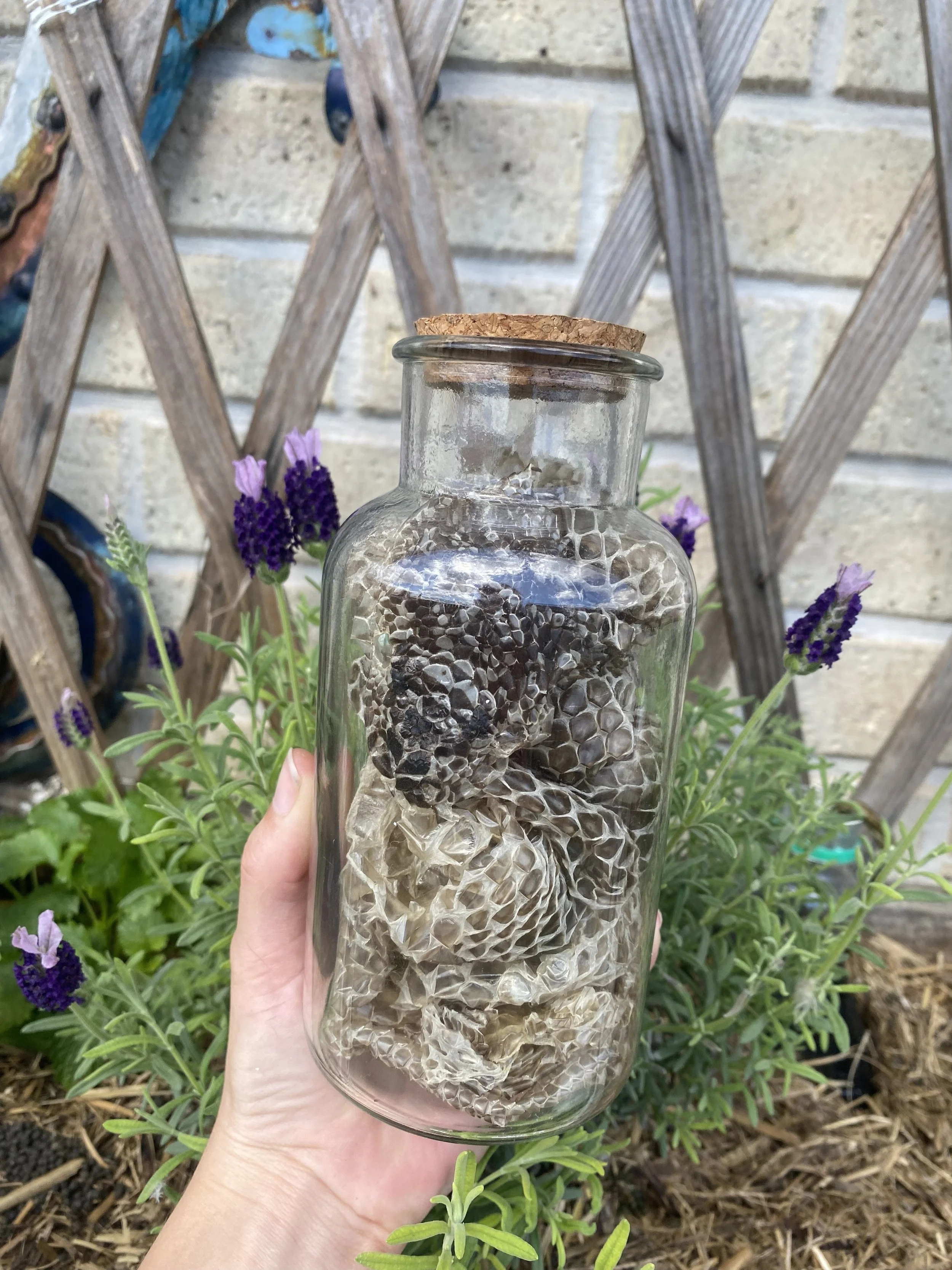 IMG_6289.jpeg (Copy)