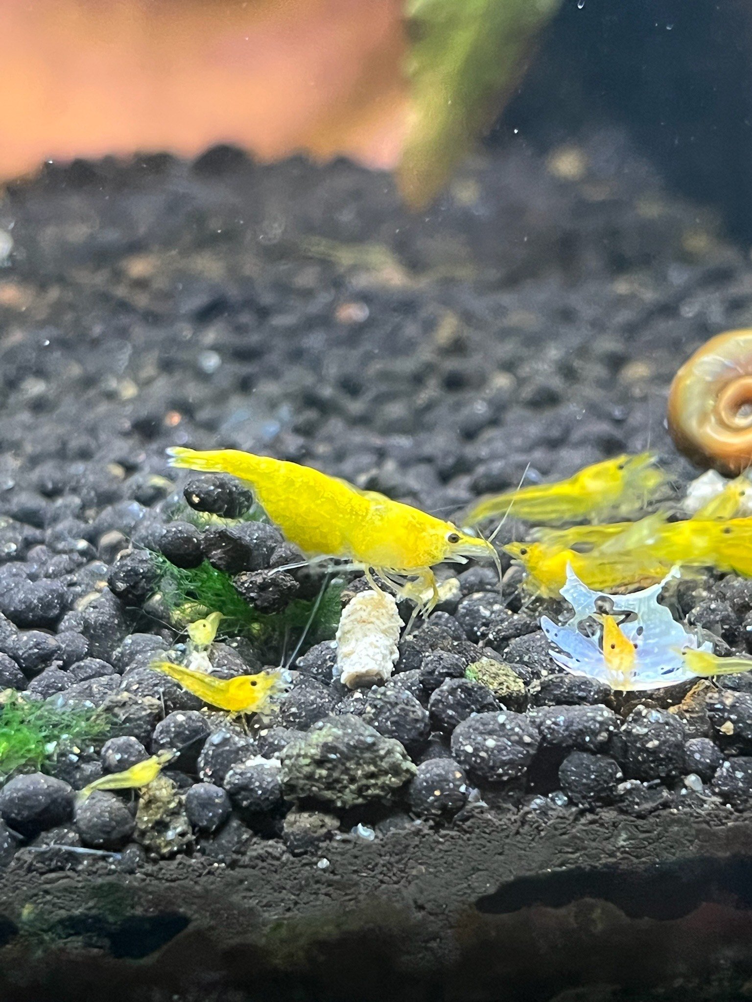 With careful precision, the Yellow Shrimp picks at biofilm on a leaf, using its delicate legs to scrape microscopic algae.