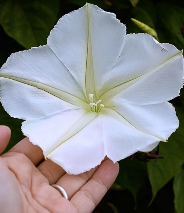 Moon Flower Seeds