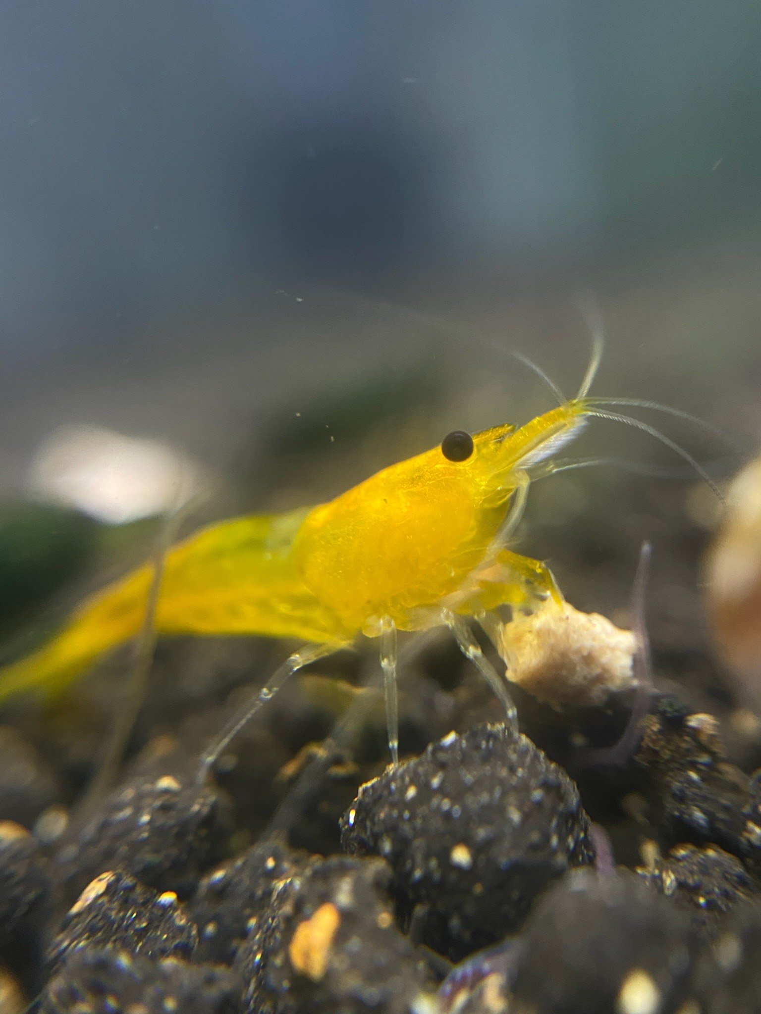 Yellow Shrimp
