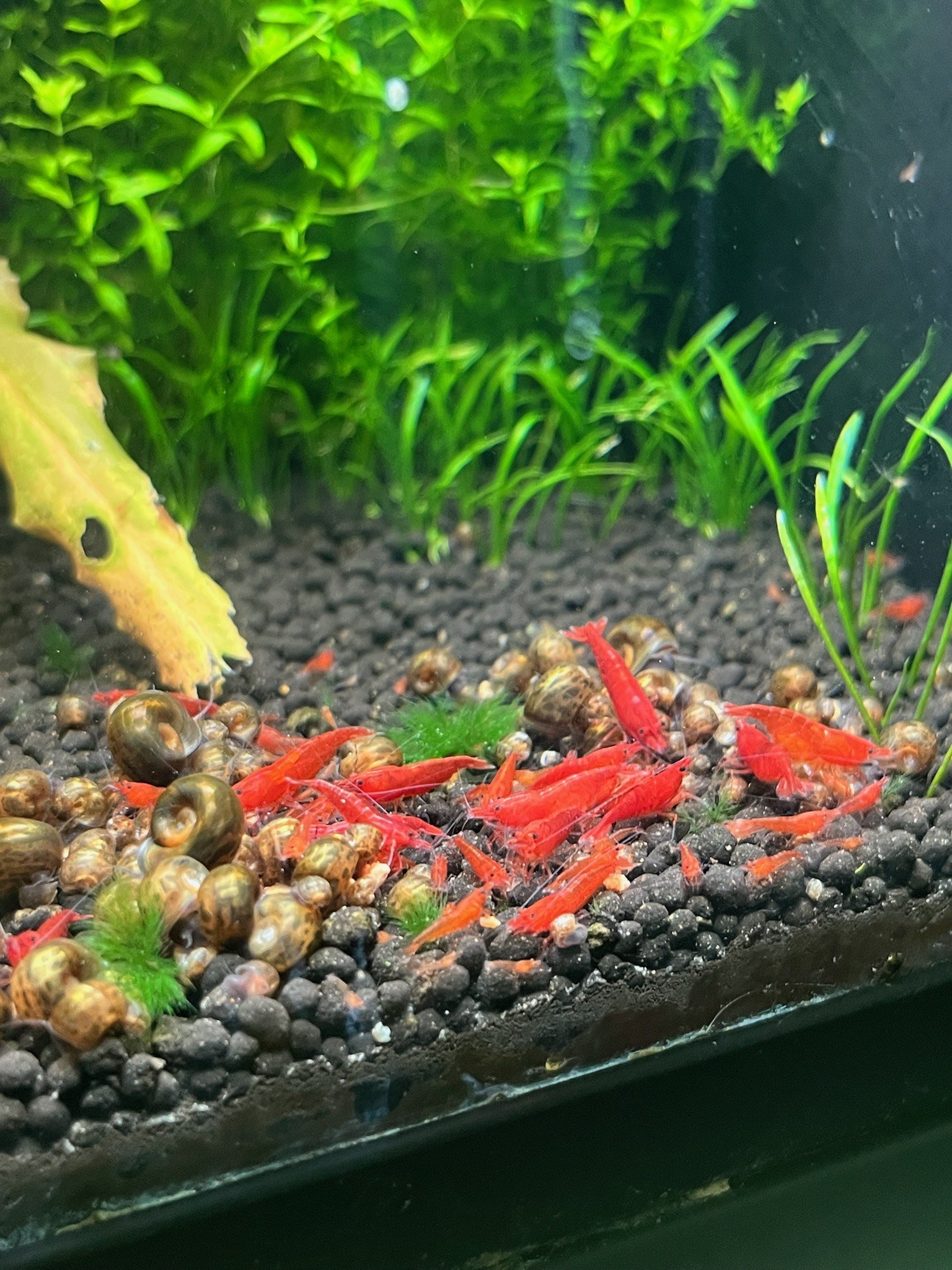 The Red Shrimp rhythmically fans its swimmerets, aiding in oxygen circulation and maintaining balance as it moves.