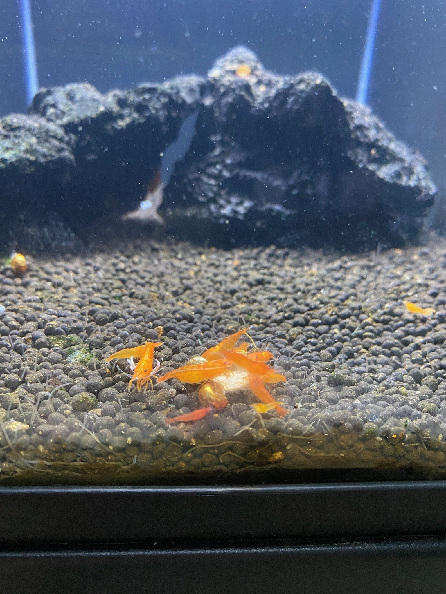 A group of Sunkist Shrimp gathers on the tank floor, their bright orange shells contrasting beautifully against the lush greenery.