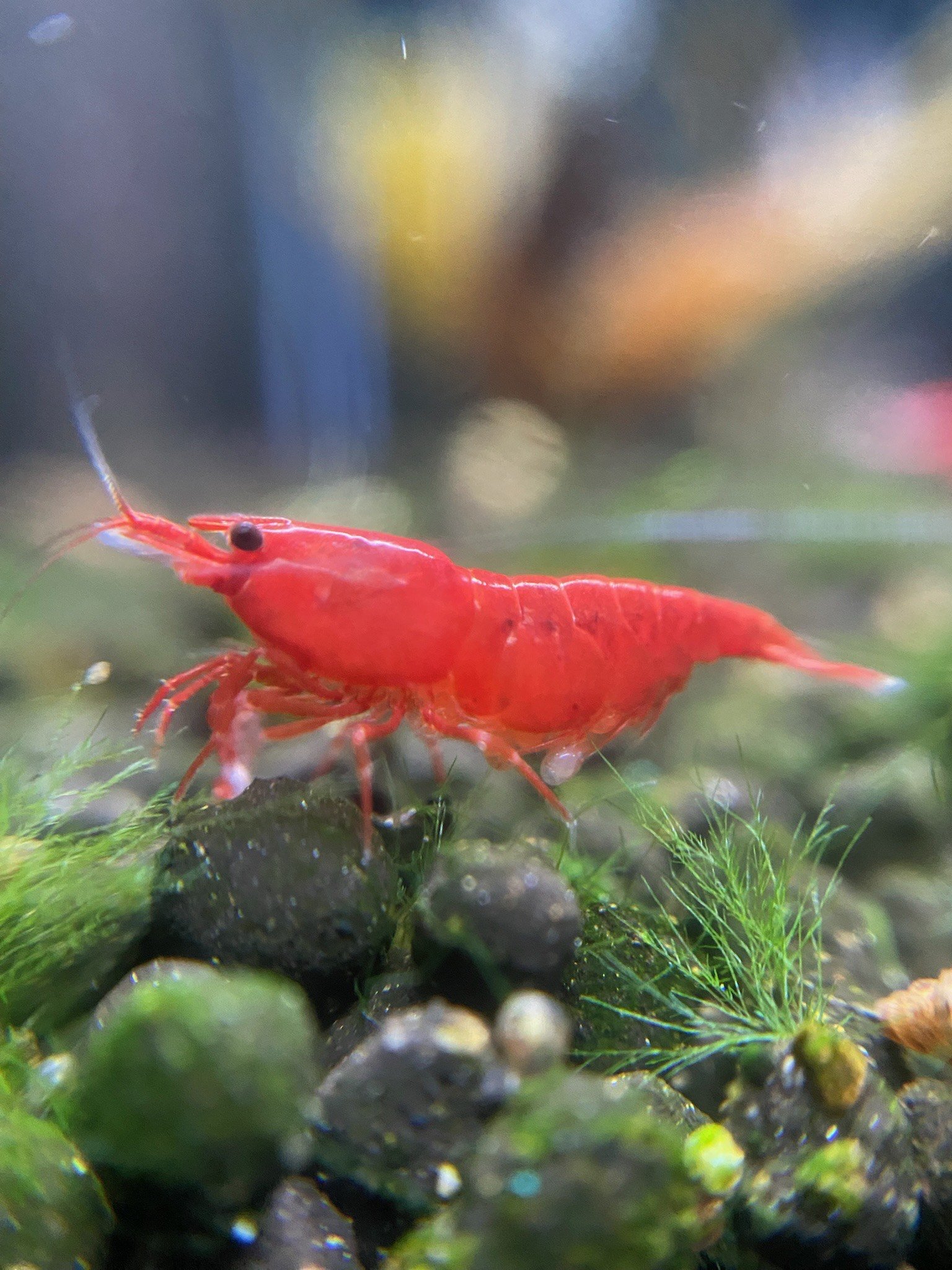 Red Shrimp