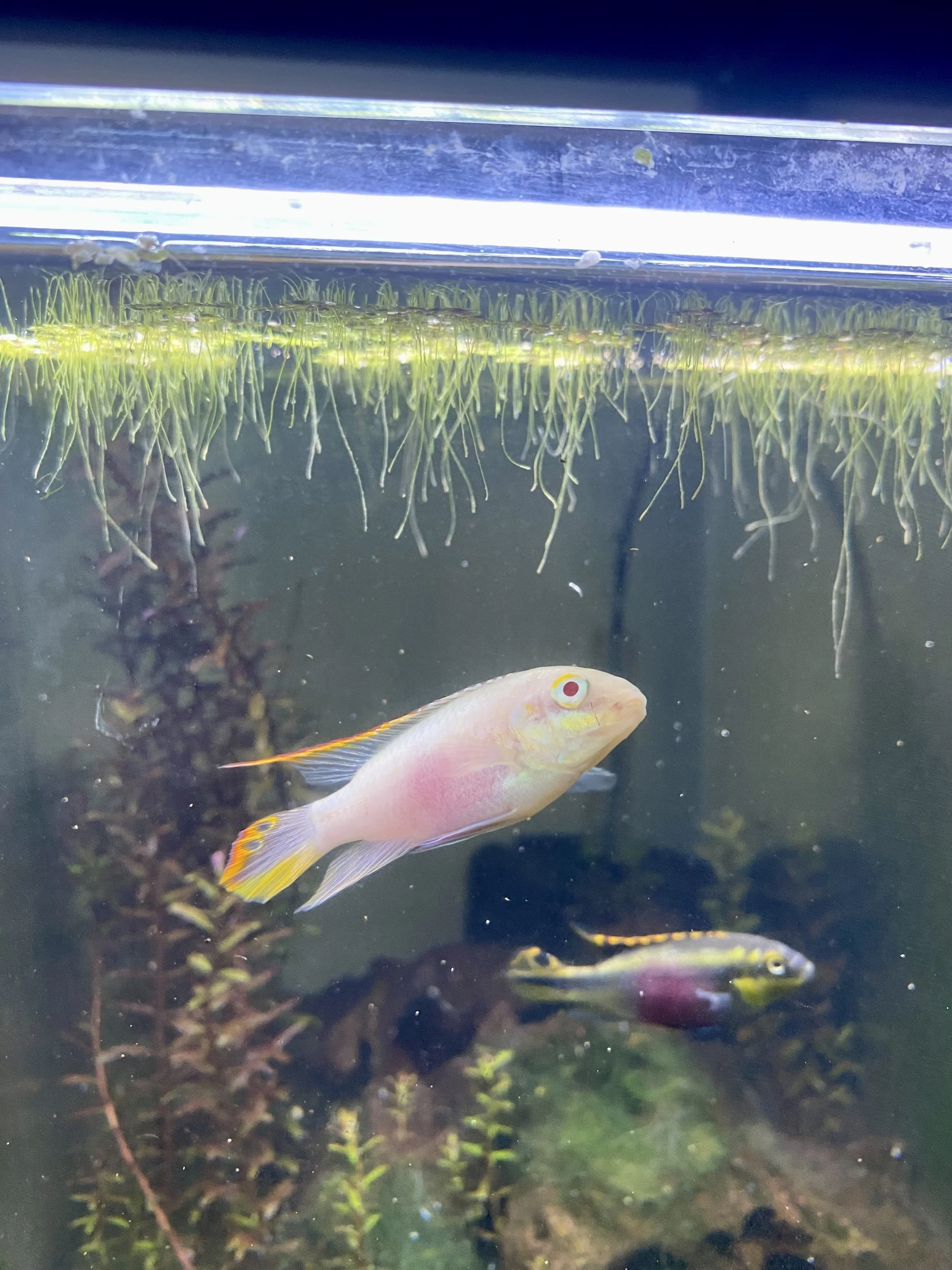 Juvenile Albino Kribensis Dwarf Cichlid (Pelvicachromis pulcher)