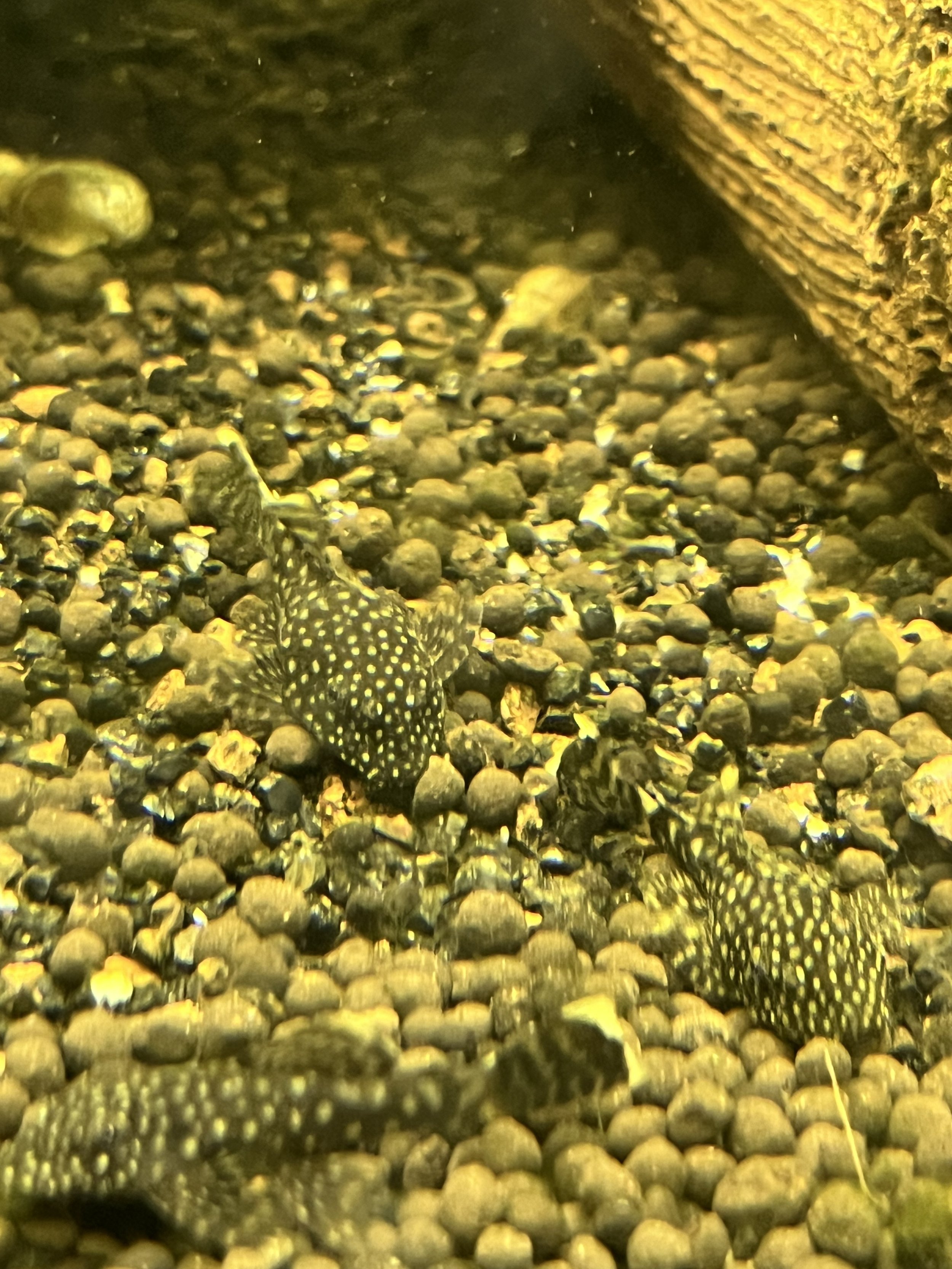 IMG_0567.jpeg