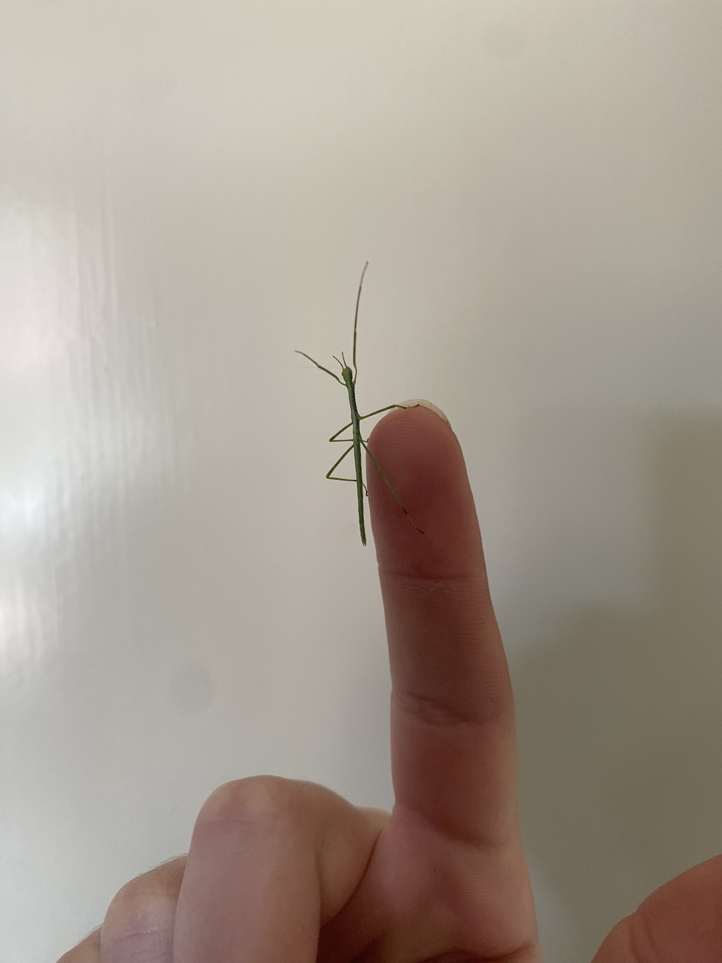 Titan Stick Insect nymphs 2-3cm
