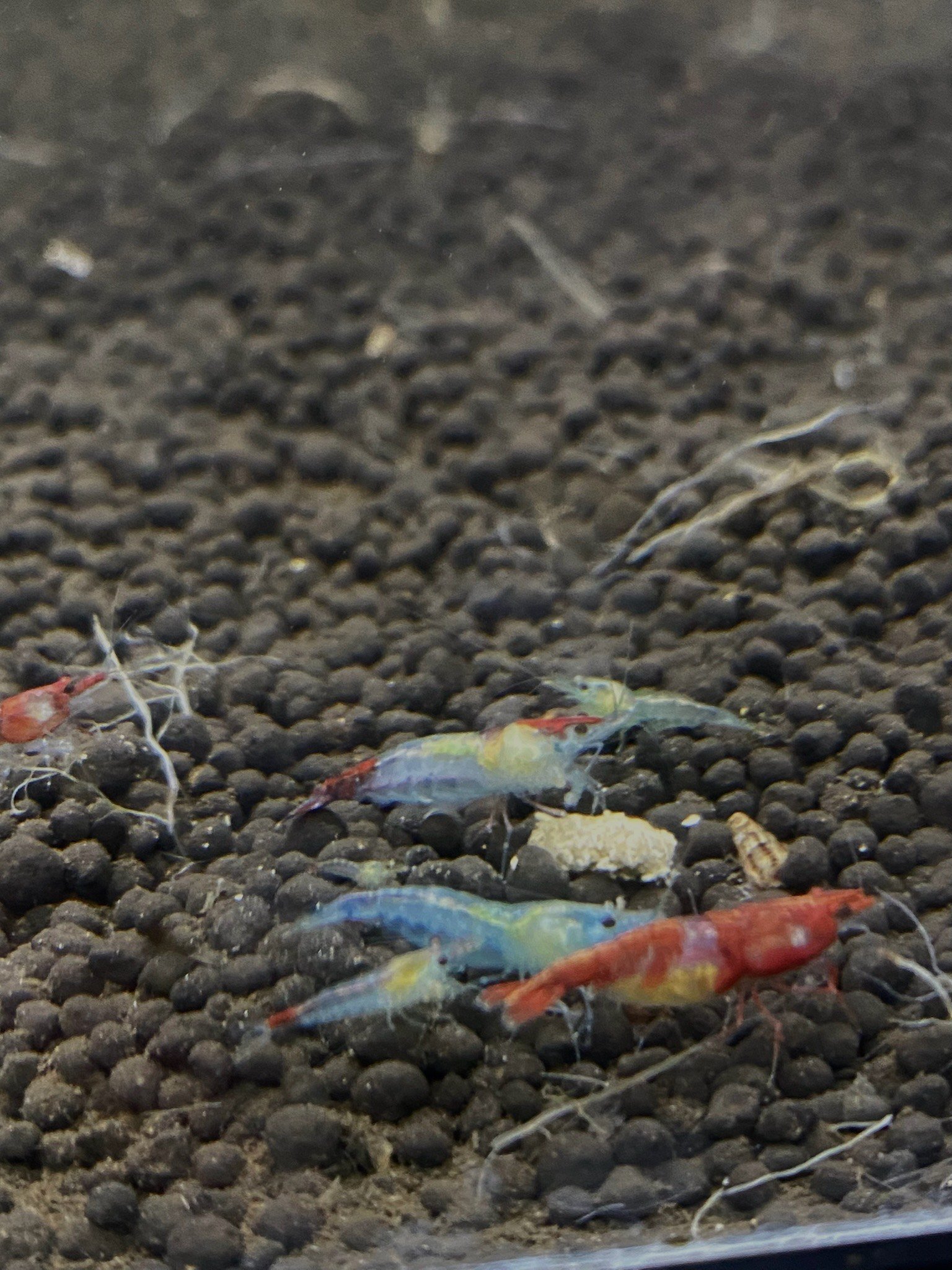 A close-up of a Blue Red Shrimp perched on a rock, its intricate patterns and bold color transition making it a unique feature in the aquarium.