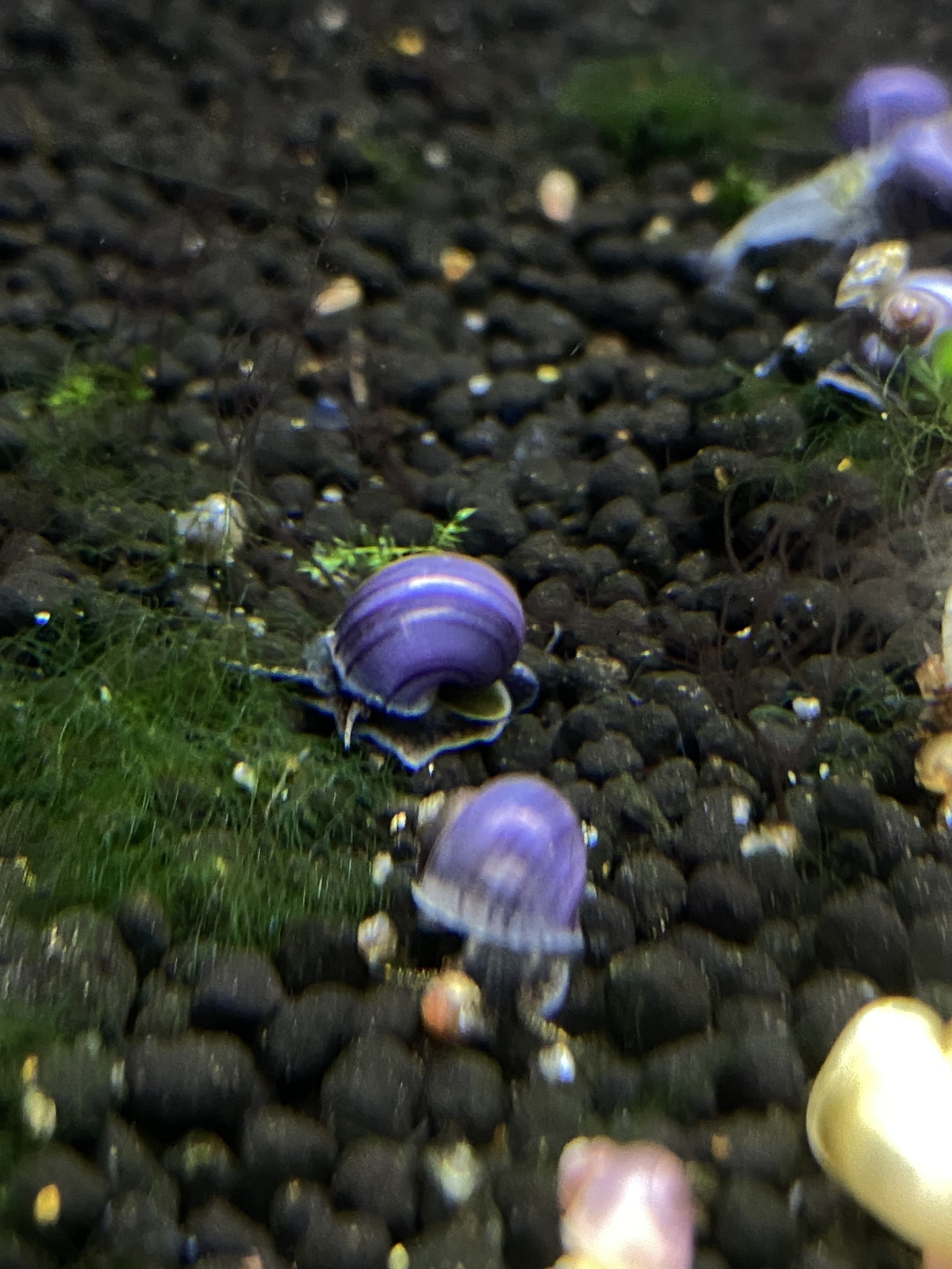 With its antennae extended, the Purple Mystery Snail slowly moves up the glass, searching for algae to graze on
