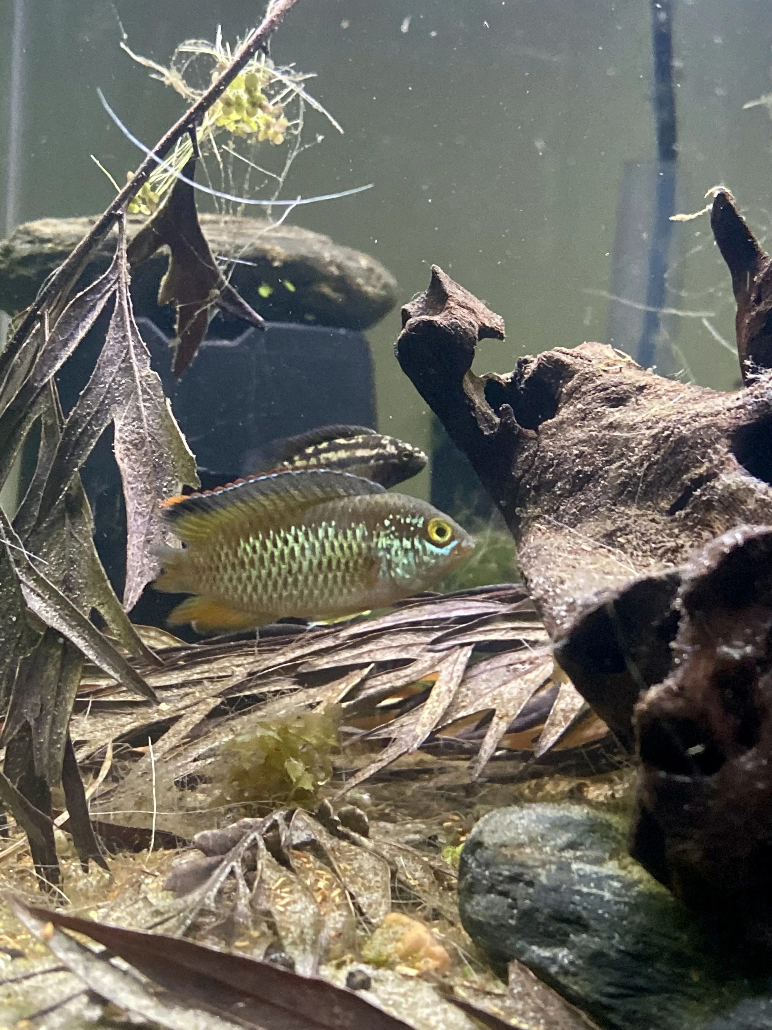 Juvenile Blue Golden Eye Cichlid (Nanacara Anomala)