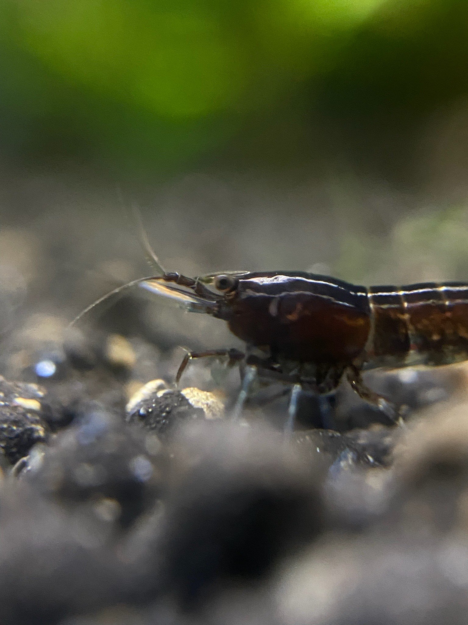 A close-up of a Black Rose Shrimp perched on a green plant, its sleek, dark coloration creating a striking contrast.