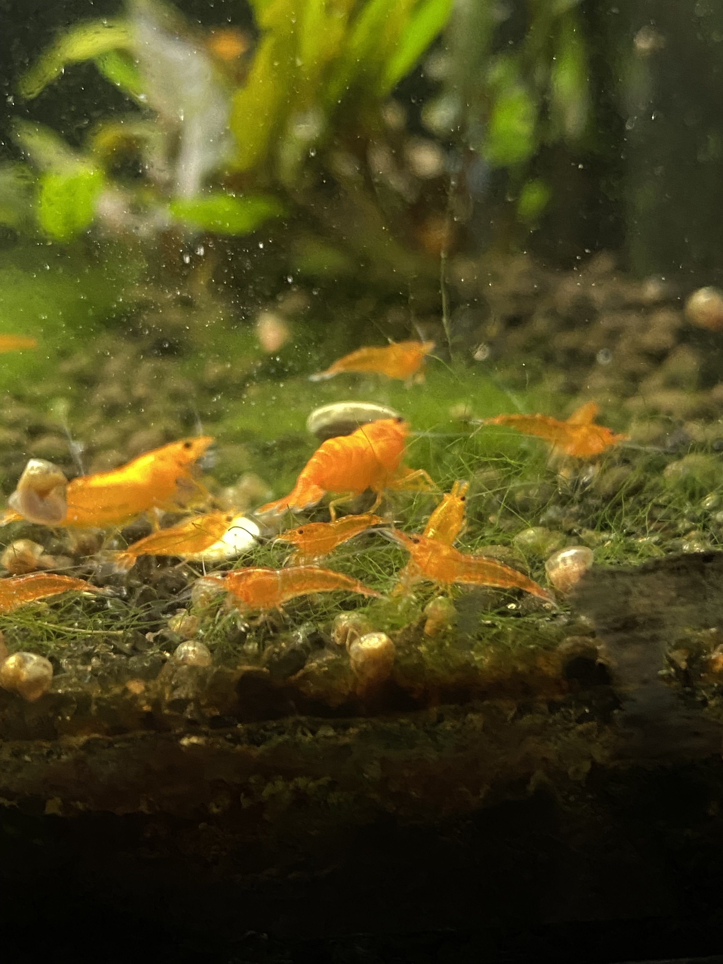 A group of Sunkist Shrimp gathers on the tank floor, their bright orange shells contrasting beautifully against the lush greenery.