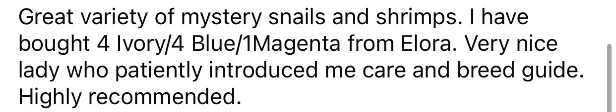 A text review about mystery snails and shrimps, mentioning purchased items and positive experience with a lady from Elora, recommending her care and breed guidance.