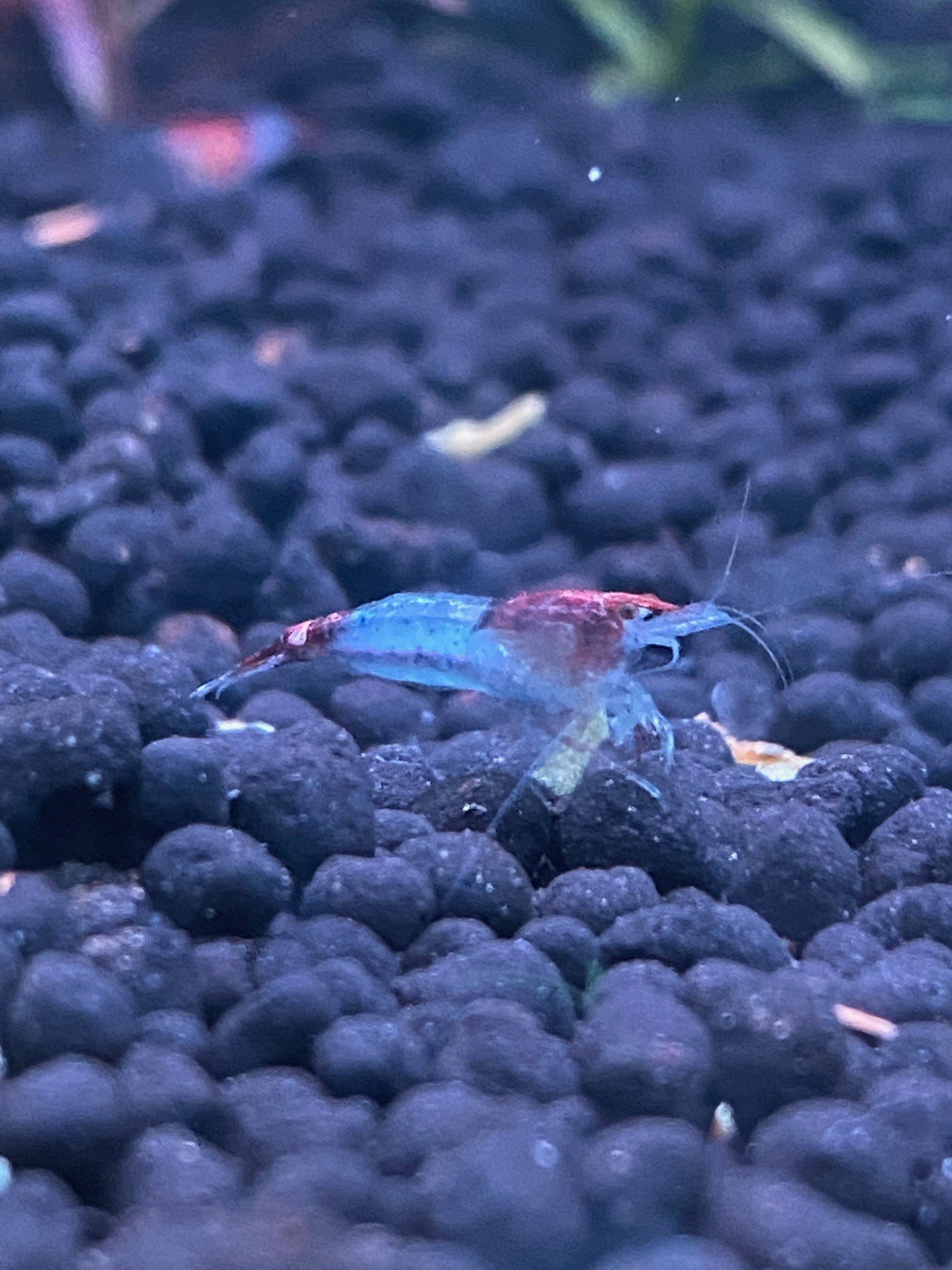 A Blue Red Shrimp moves gracefully through an aquarium, its vibrant blue and red hues creating a striking contrast against the tank’s greenery