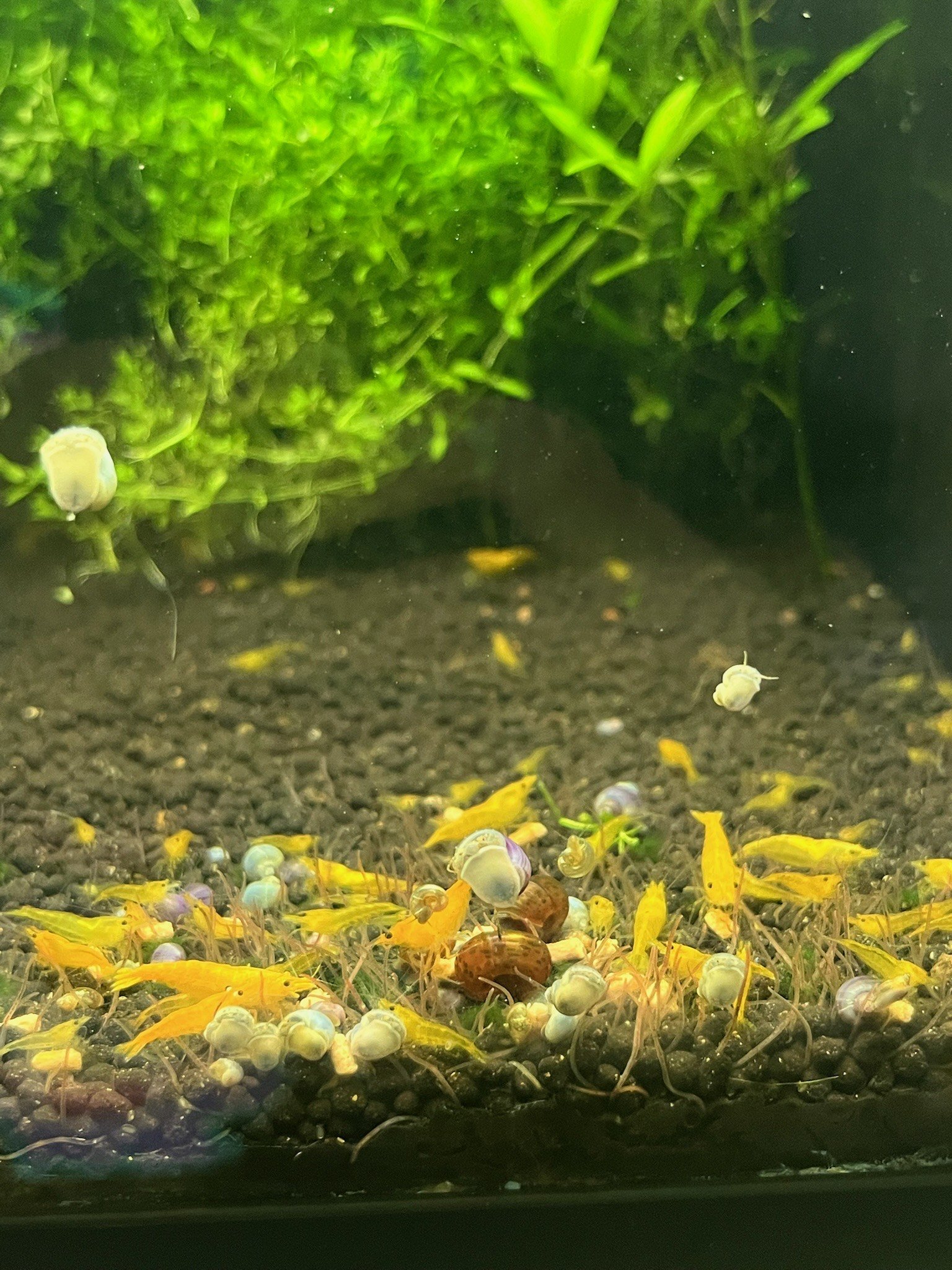 A Yellow Shrimp clings to the side of the glass, its tiny mouthparts working as it grazes on invisible layers of algae.