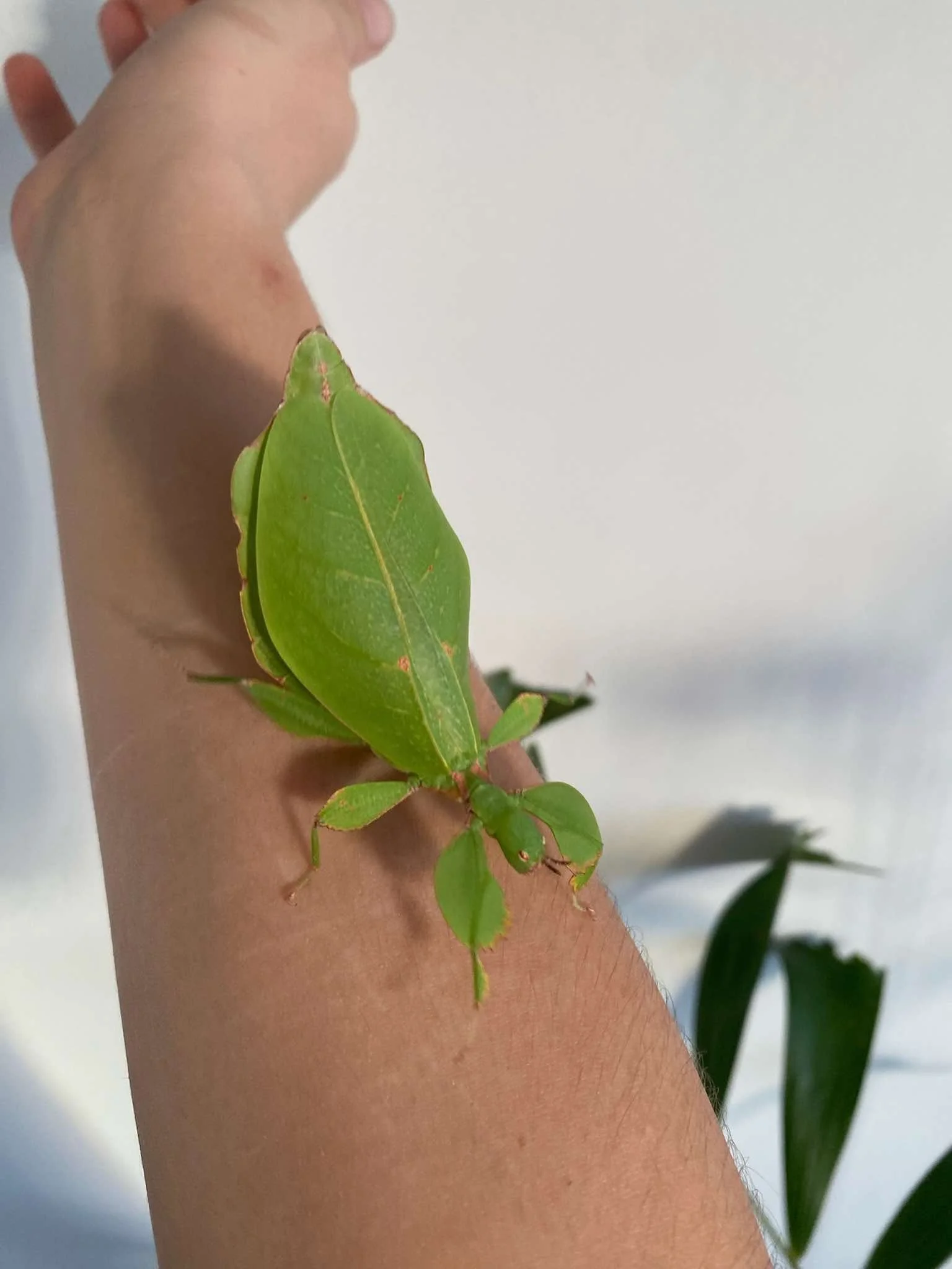Monteithi Australian Leaf Insect, sitting on a person's arm.