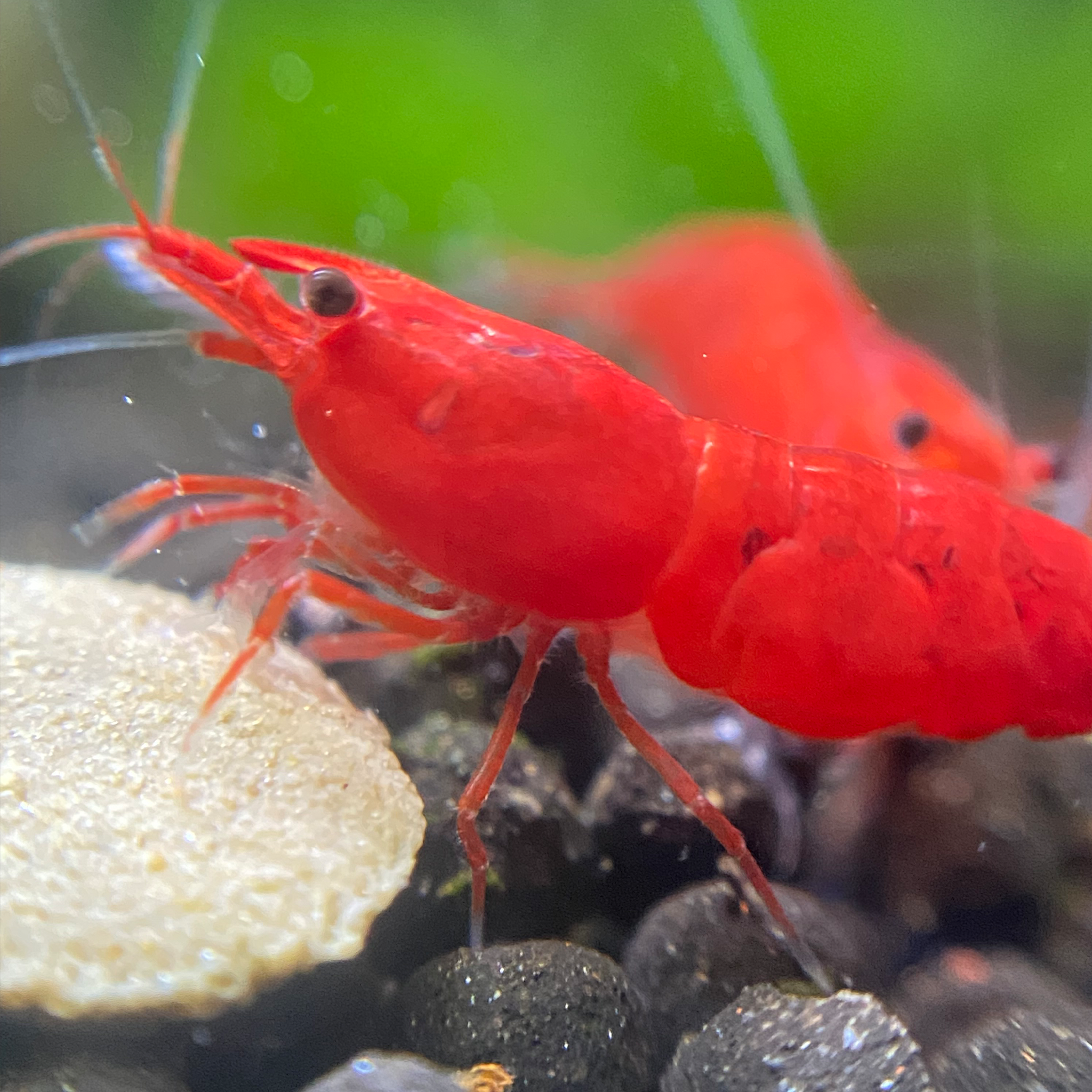 Close-up of a red shrimp on a gravel substrate with a green background.