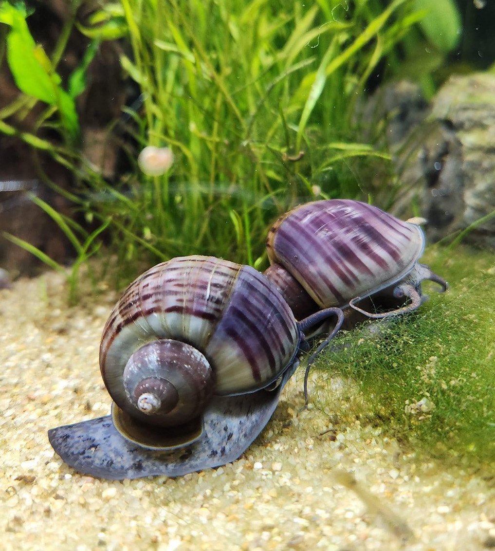 A Purple Mystery Snail glides across the aquarium floor, its deep violet shell standing out against the natural surroundings