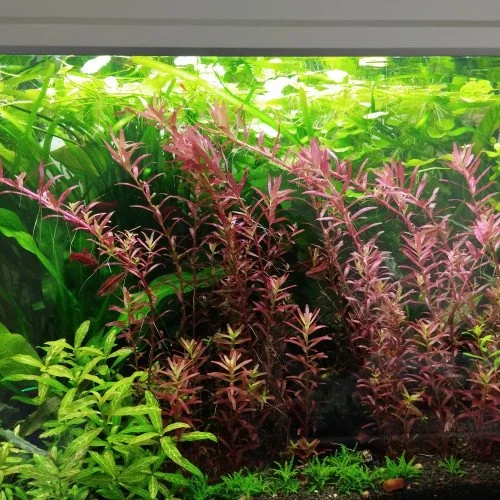 Rotala Blood Red