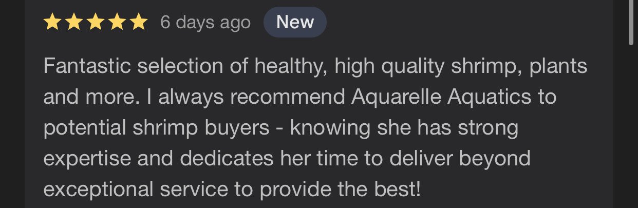 Review with 5 stars, posted 6 days ago, labeled as 'New'. Text review praising Aquabure Aquatics for providing a fantastic selection of healthy shrimp, plants, and more, and recommending the seller for her strong expertise and dedication to excellent service.