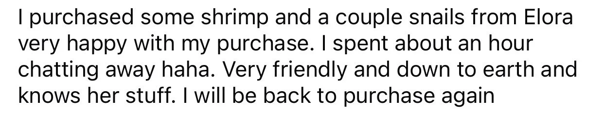 Text about purchasing shrimp and snails from Elora, enjoying chatting with the seller, describing her pet as friendly and down to earth, and planning to buy again.