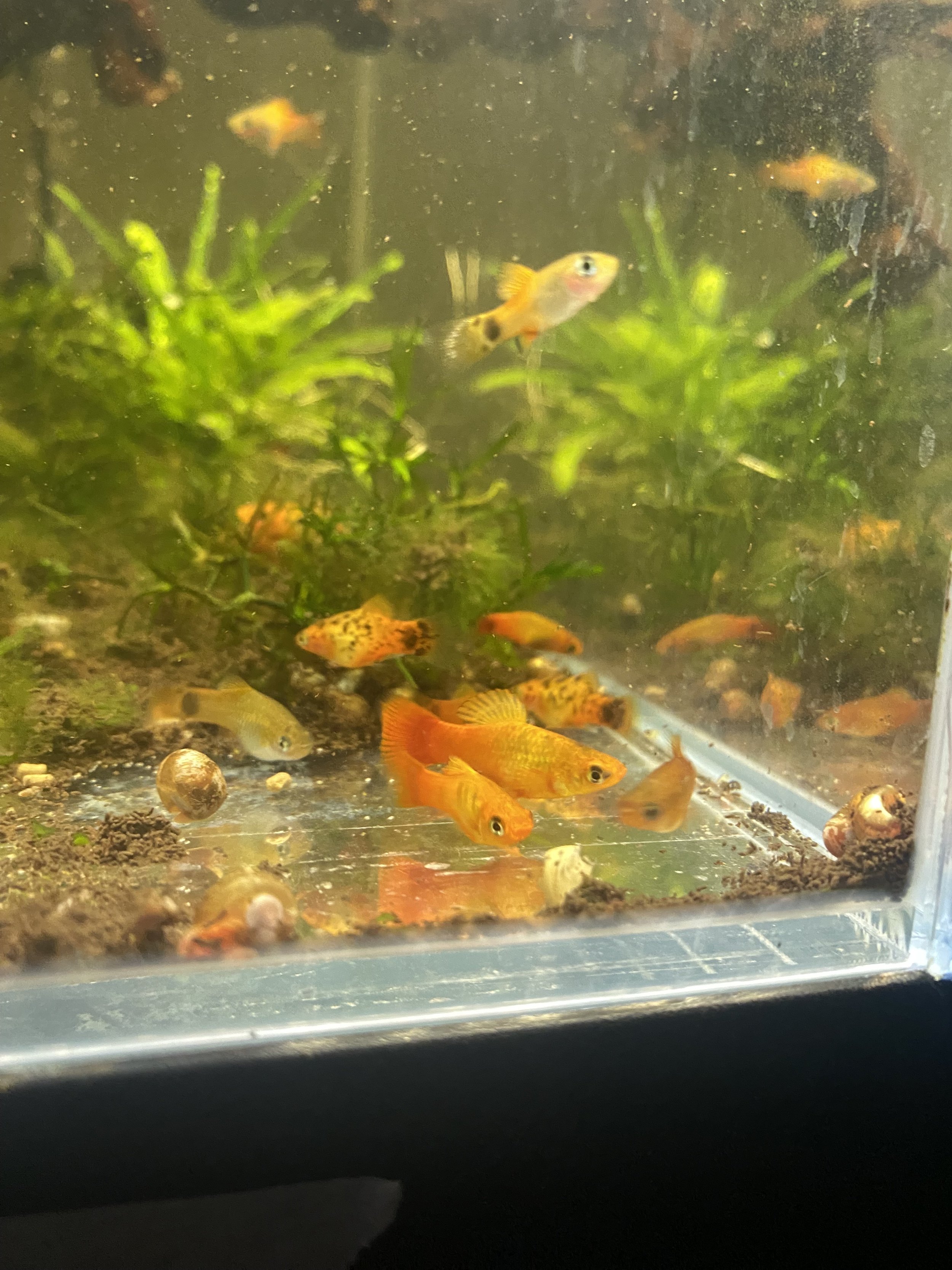 Platy