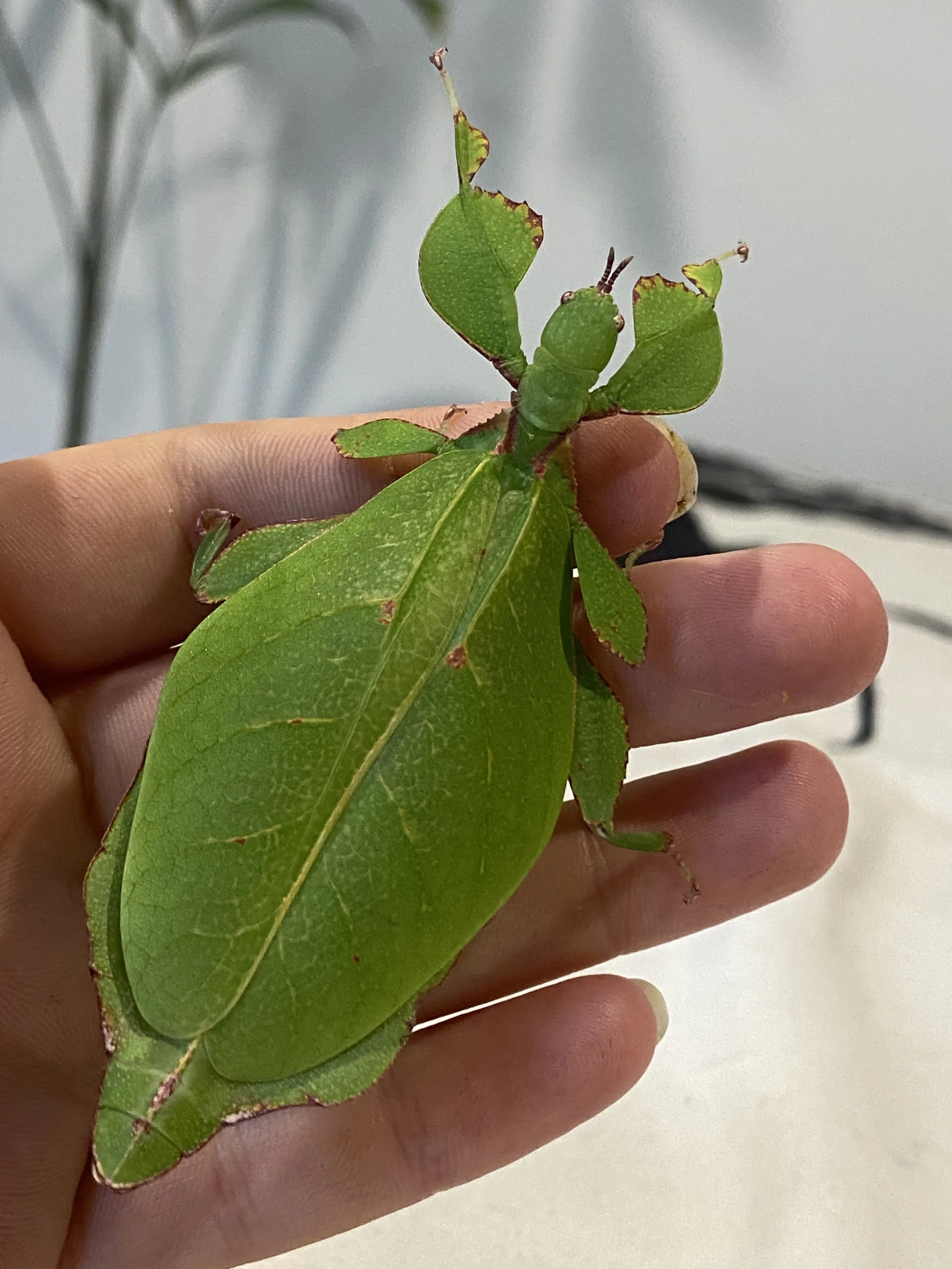 Australian Stick Insect (Monteithi)