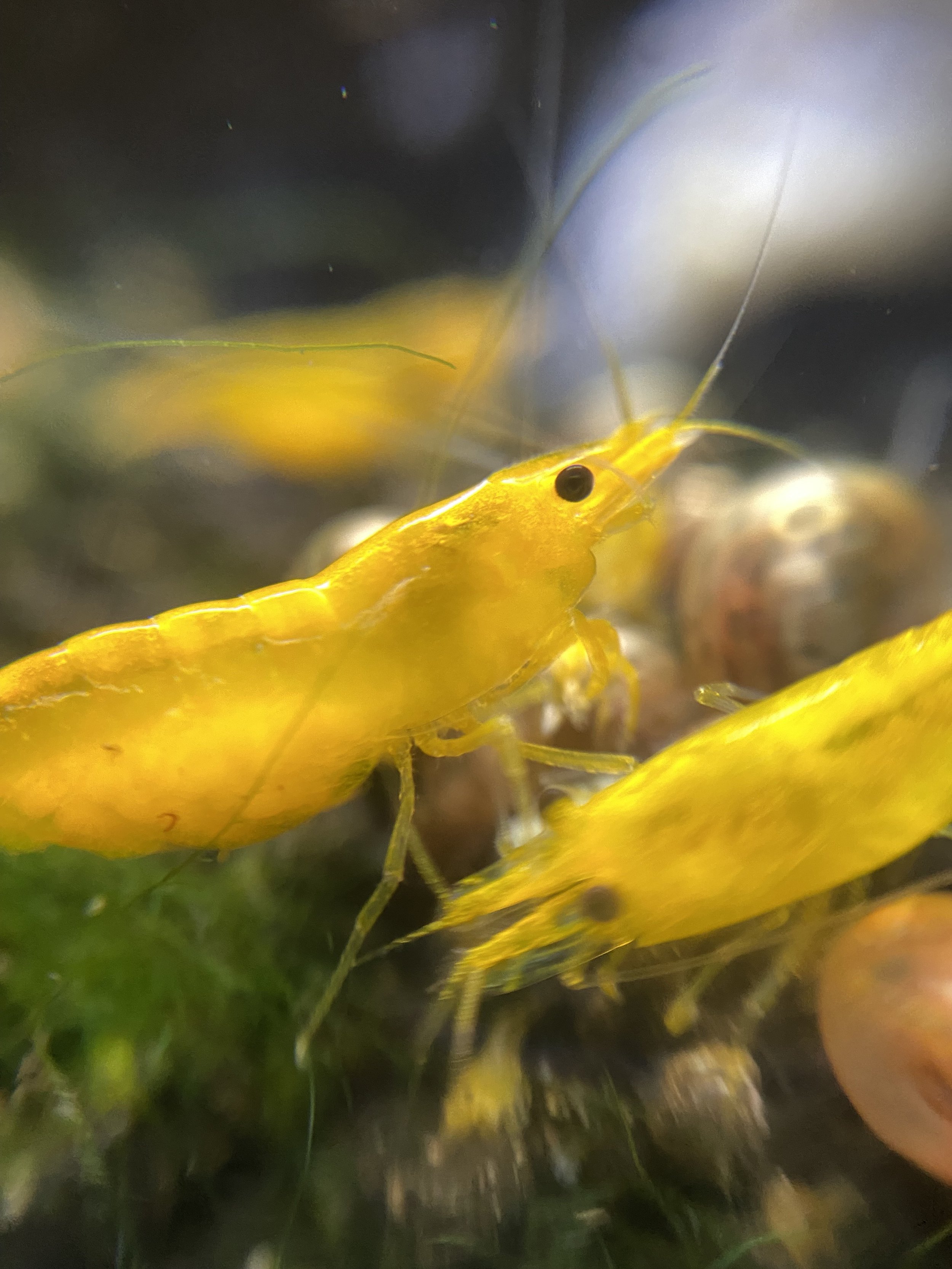 Extending its long antennae, the Yellow Shrimp scans its surroundings, sensing food particles in the water current.