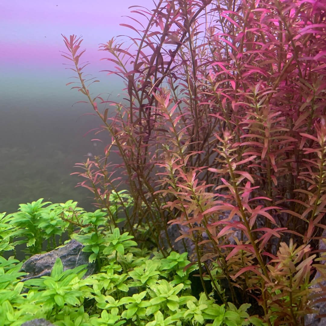rotala-hra.jpg