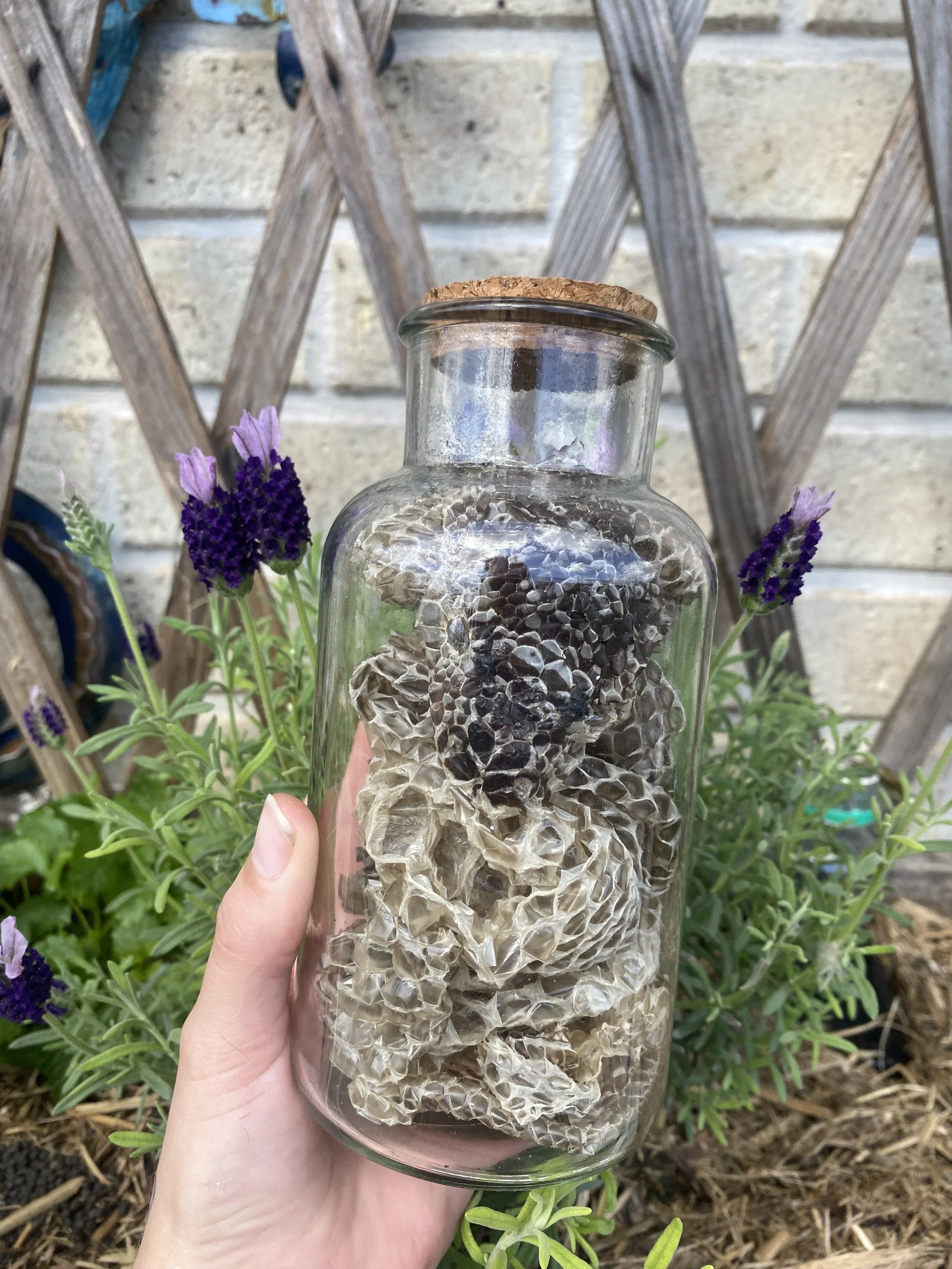 Snake Skin Jar – Naturally Shed Snake Skin