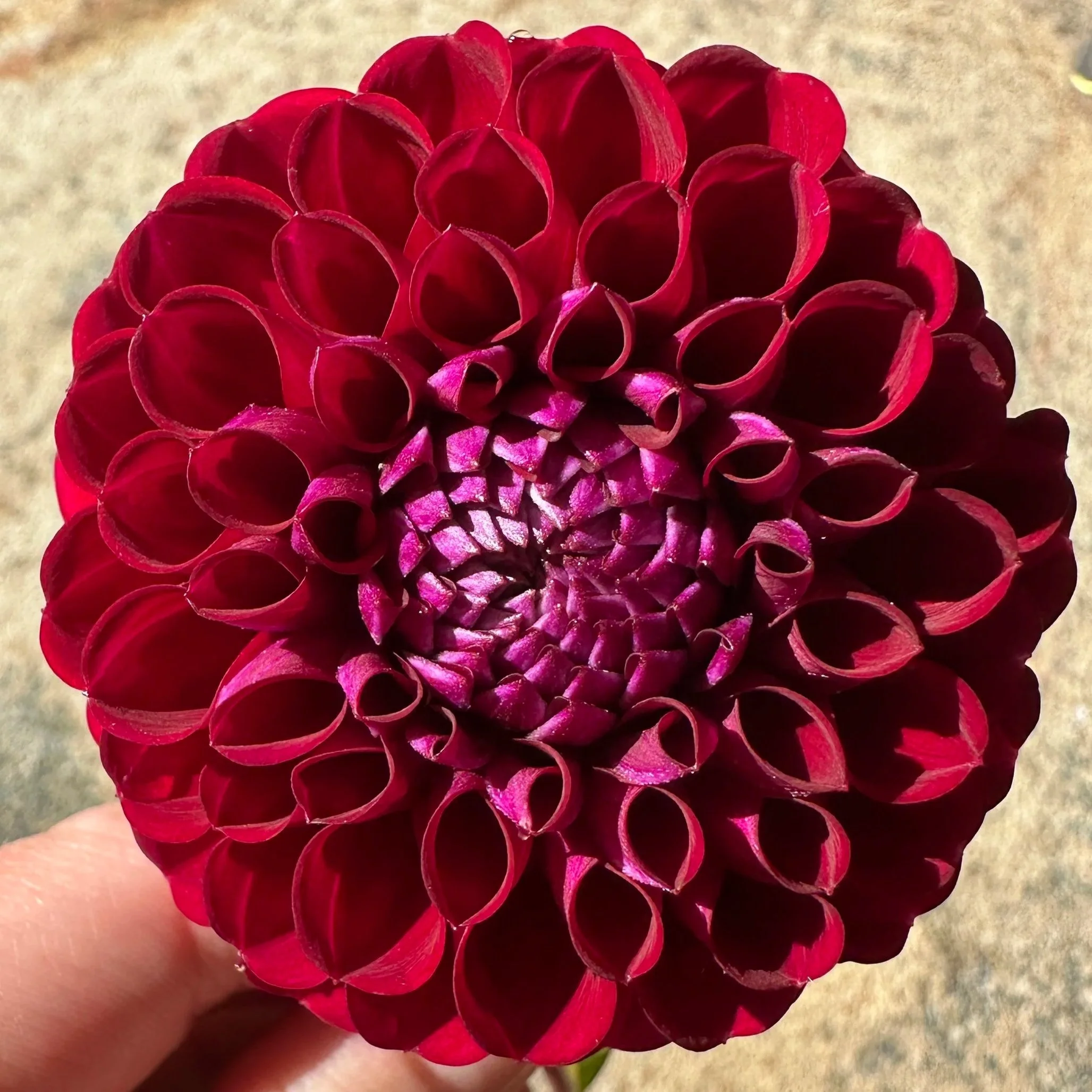 Close-up of a vibrant pink and red dahlia flower with tightly packed petals arranged in a spiral pattern.