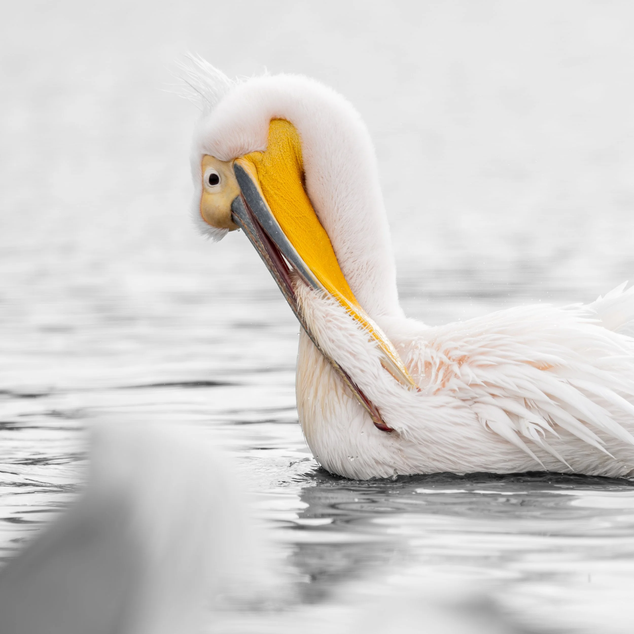 The famous pelican with its vibrant colors