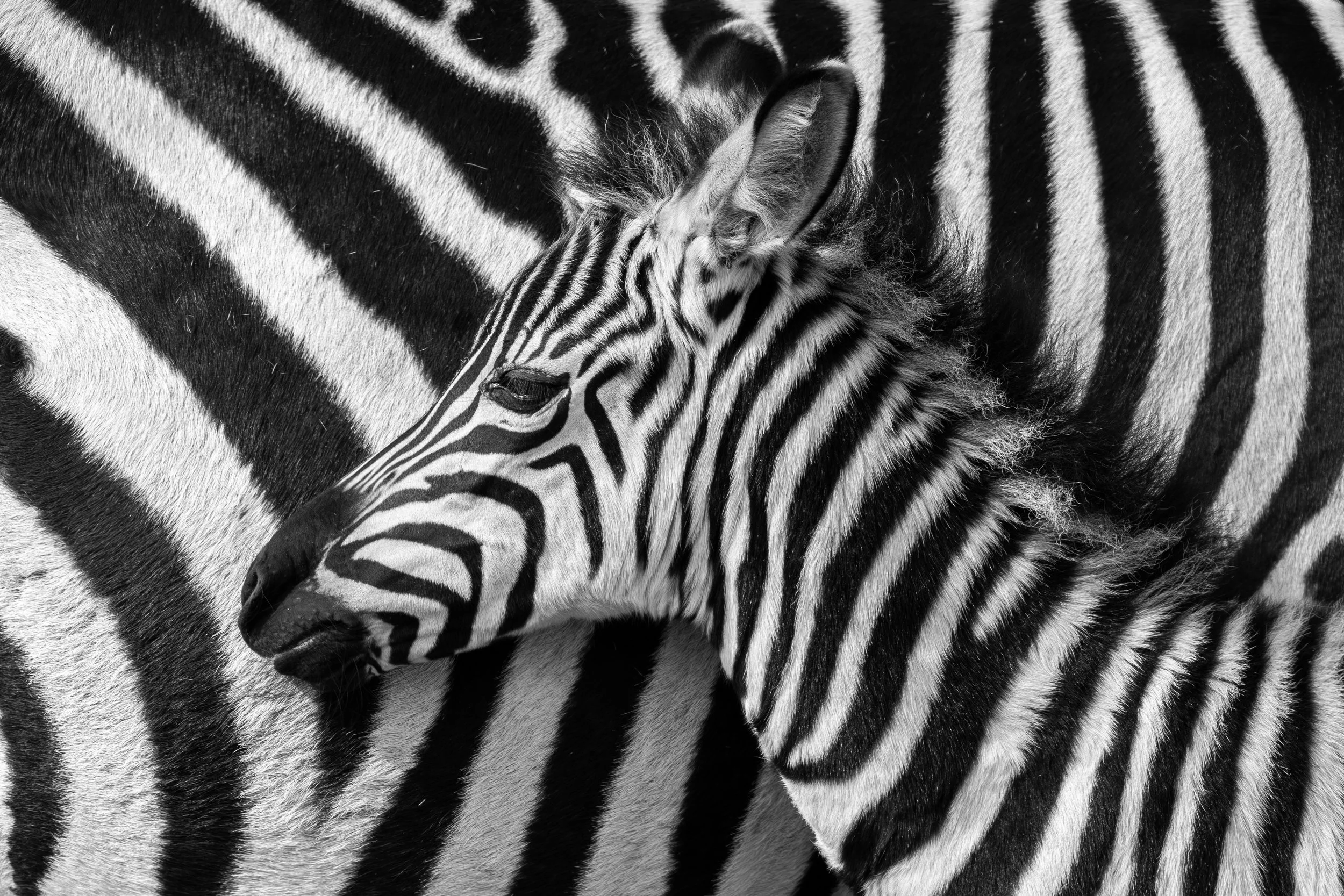 A young zebra with itself as a background