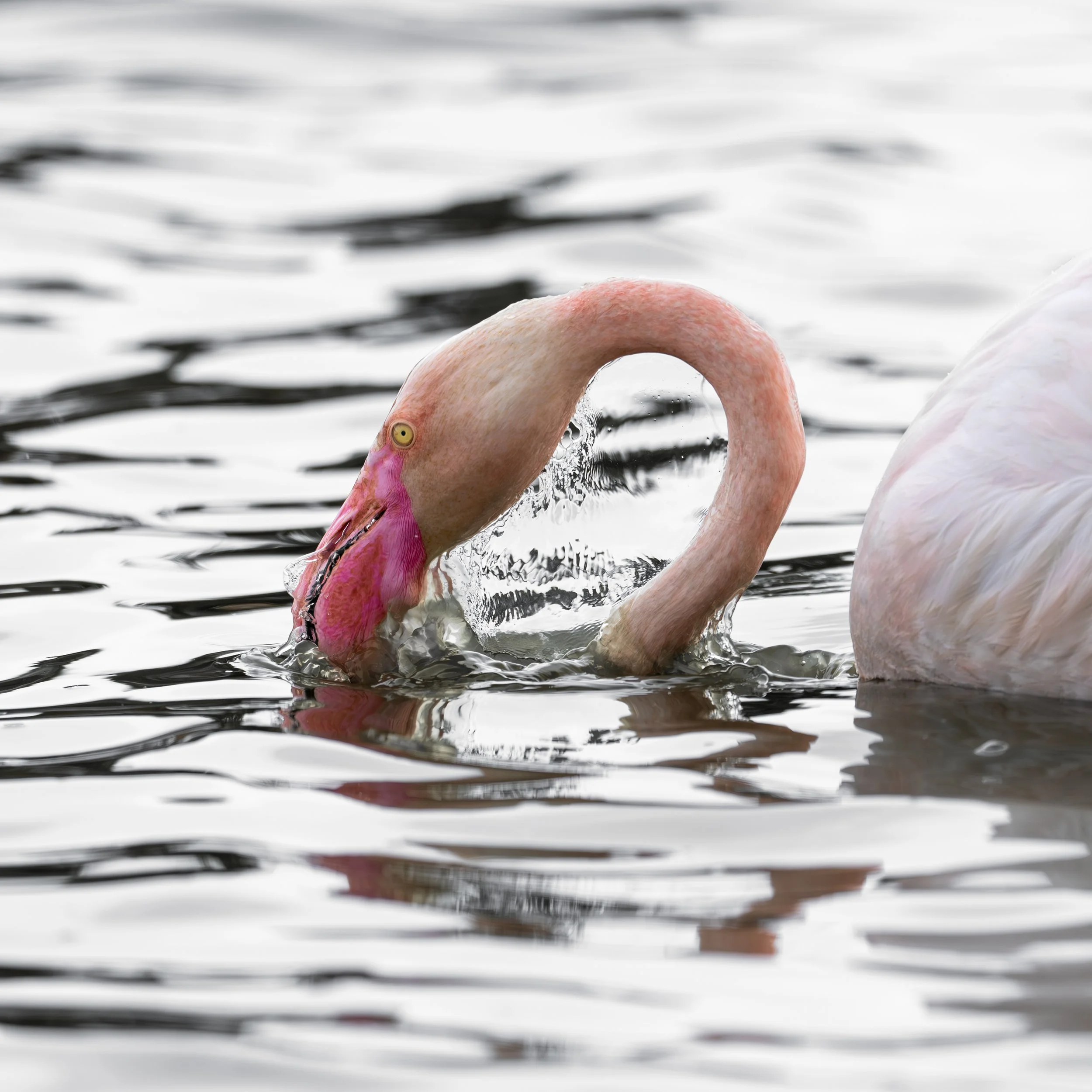 A flamingo dipping his head into water and got captured just 0.02 seconds before the water broke from his neck