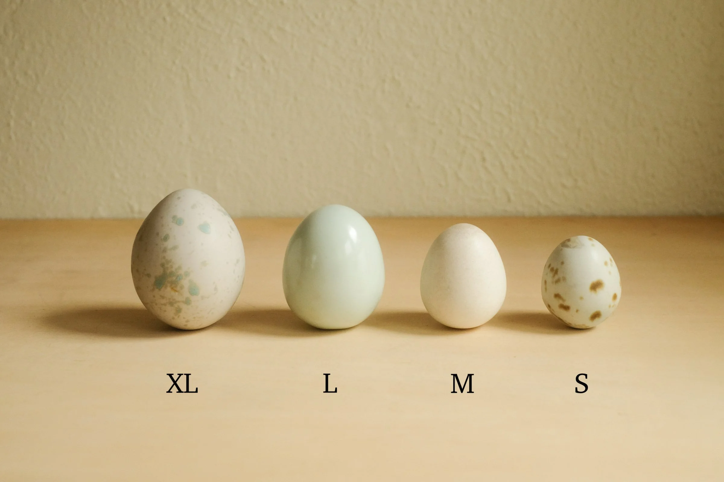 egg-sizes.jpg (Copy)