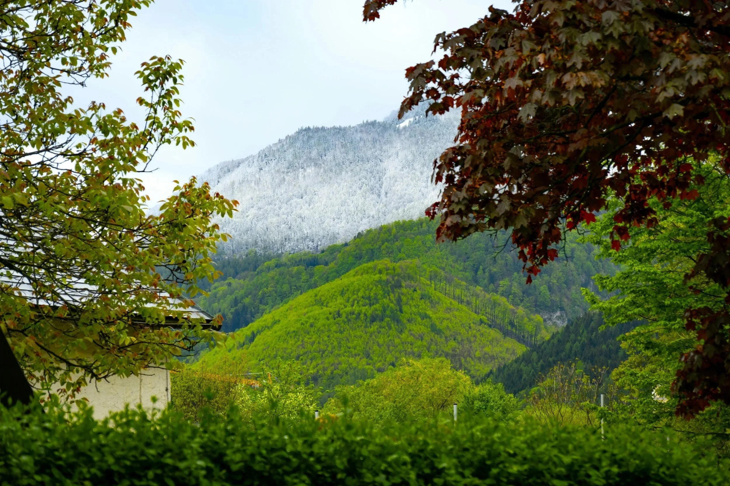 Green trees