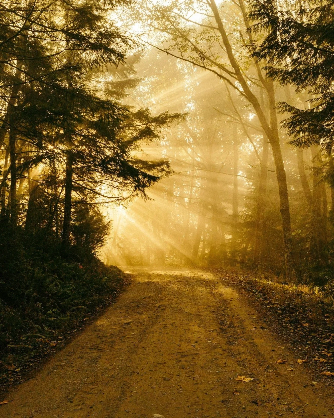 A dirt forest trail surrounded by tall trees with sunlight filtering through the branches, creating a warm, golden glow.