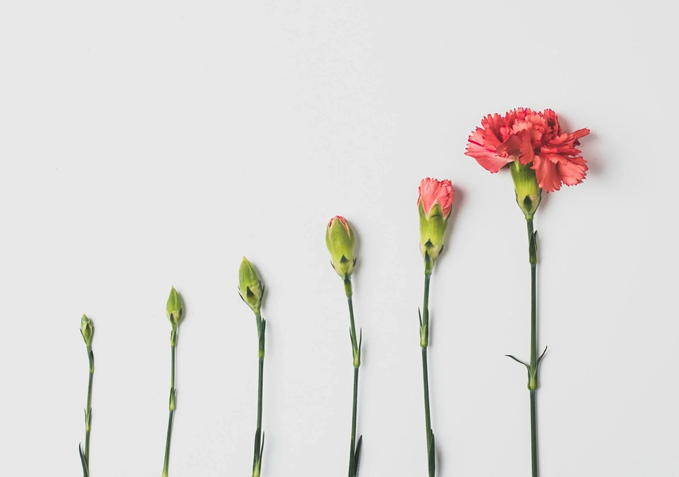 A series of pink carnations at different stages of blooming, arranged from left to right against a white background.