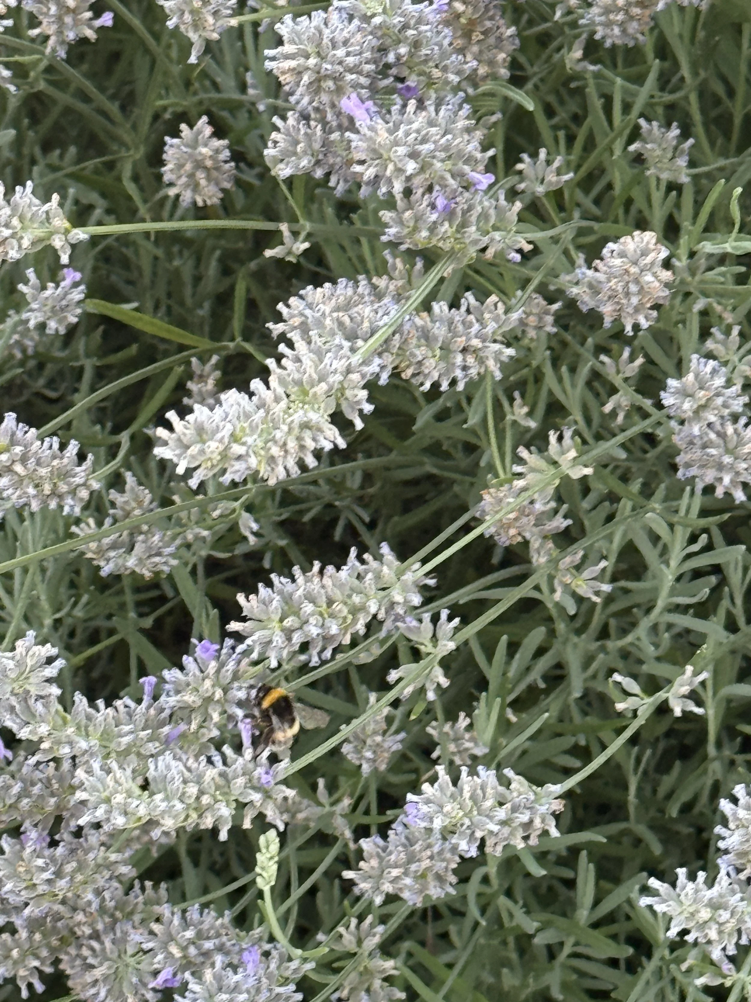 Can you see the worker bee?