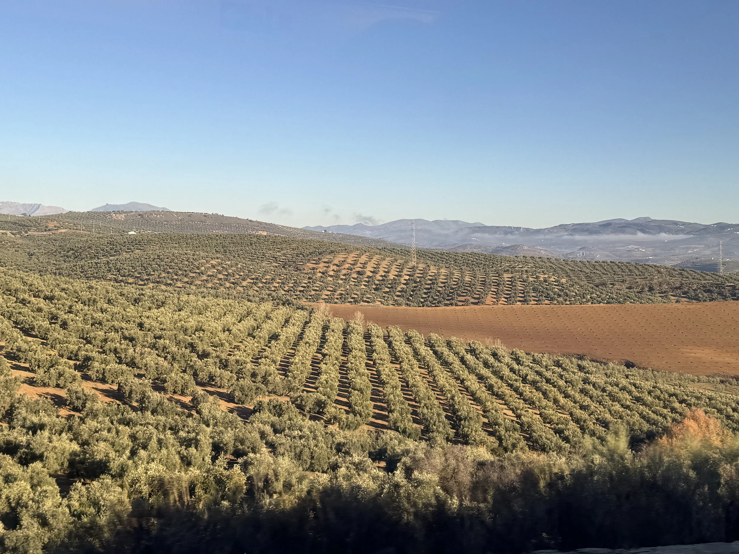 Train ride to Granada. Rows and Rows of Olive Trees
