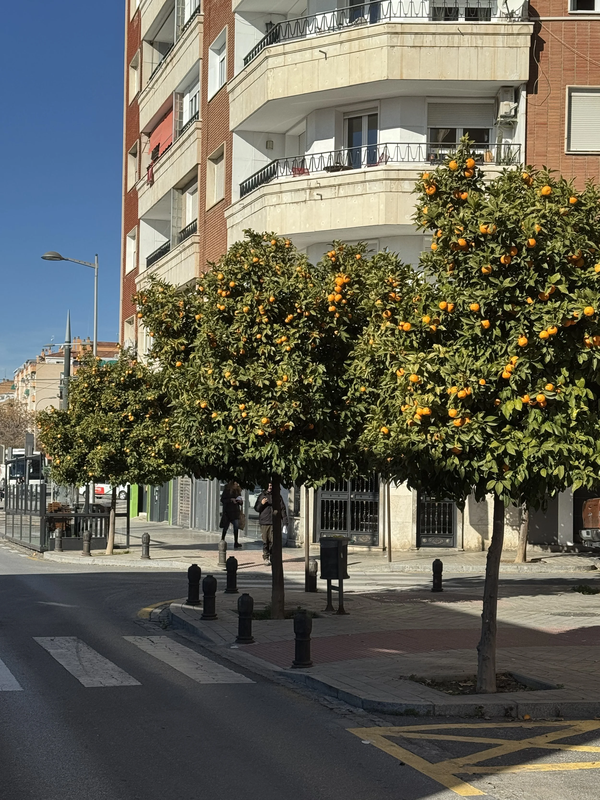 Orange trees line the streets in Granada