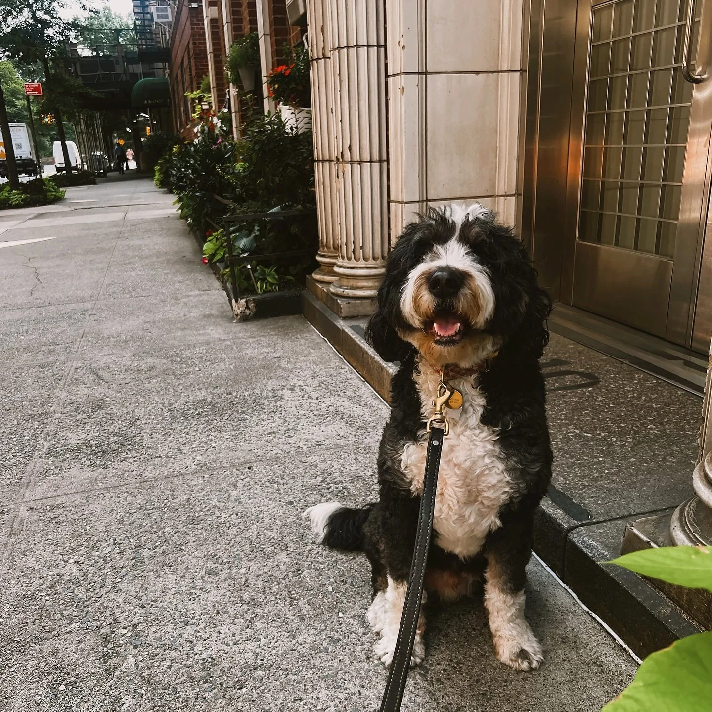 Life&rsquo;s better with paws and a little fur on your clothes 🐾✨
Swipe through for a dose of unconditional love, tail wags, and wisdom only a dog could give. 💛 #dogs#puppies#dogsofnyc #nyc #ny #dogsdaily #dogslover #dogsofinstagram #dogsofinsta #n
