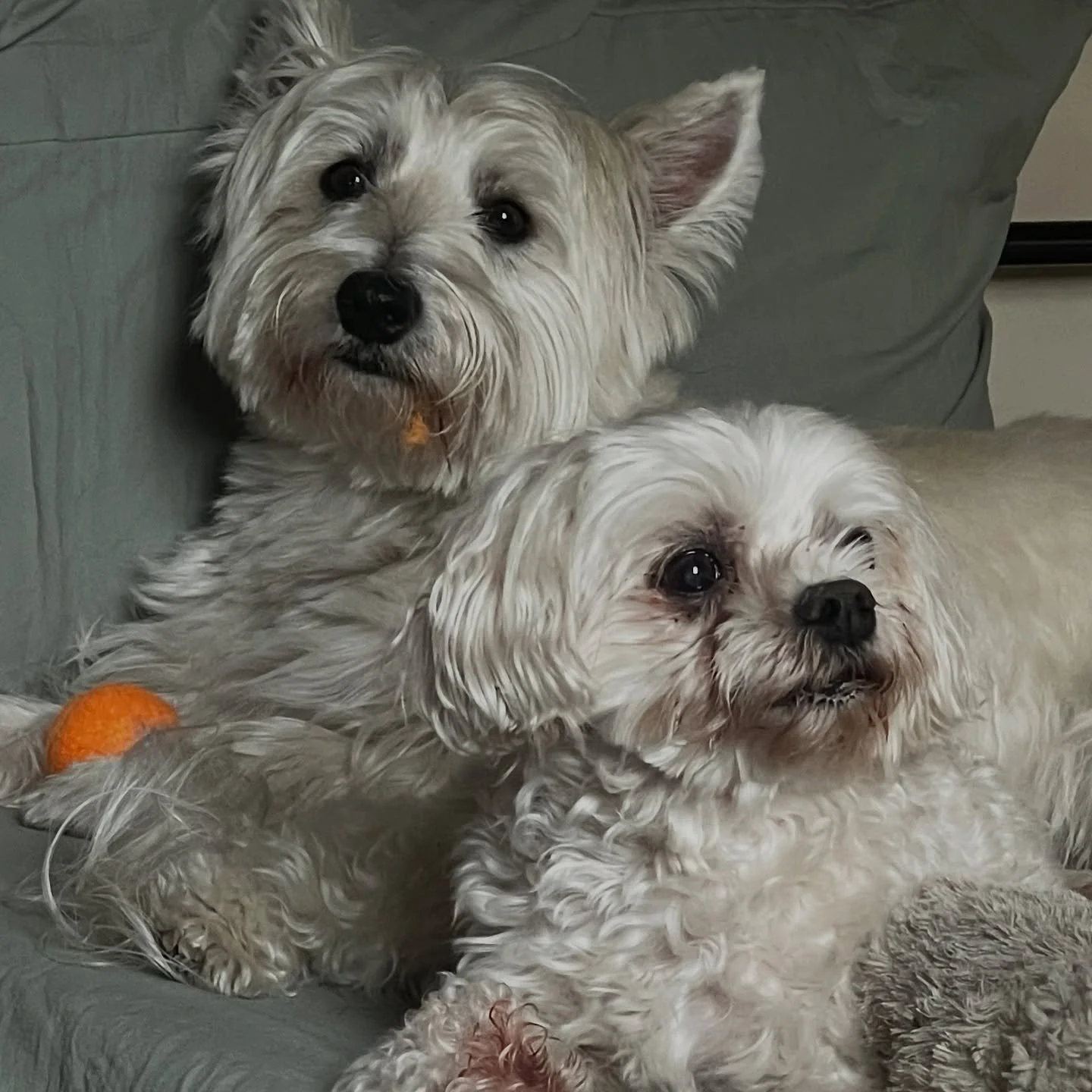 🌿✨ Meet Charlie &amp; Qibo ✨🌿
Sometimes, our work as dog walkers becomes so much more than just walks and playtime&hellip; it becomes family.

When two of our beloved clients sadly passed away, their pups, Charlie and Qibo, were left behind. Withou